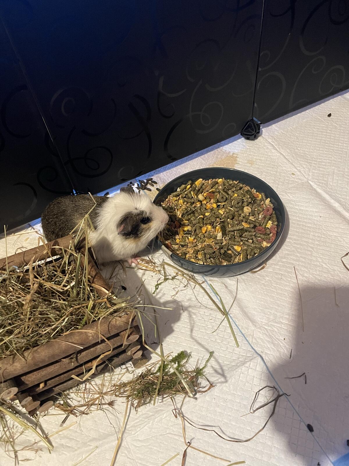 Meerschweinchen Bock 2