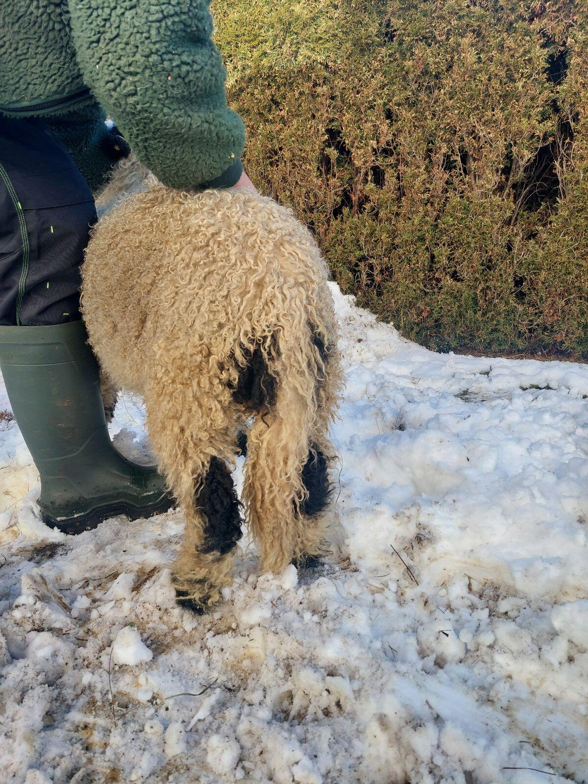 Weibliches Walliser Schwarznasen Lamm 3