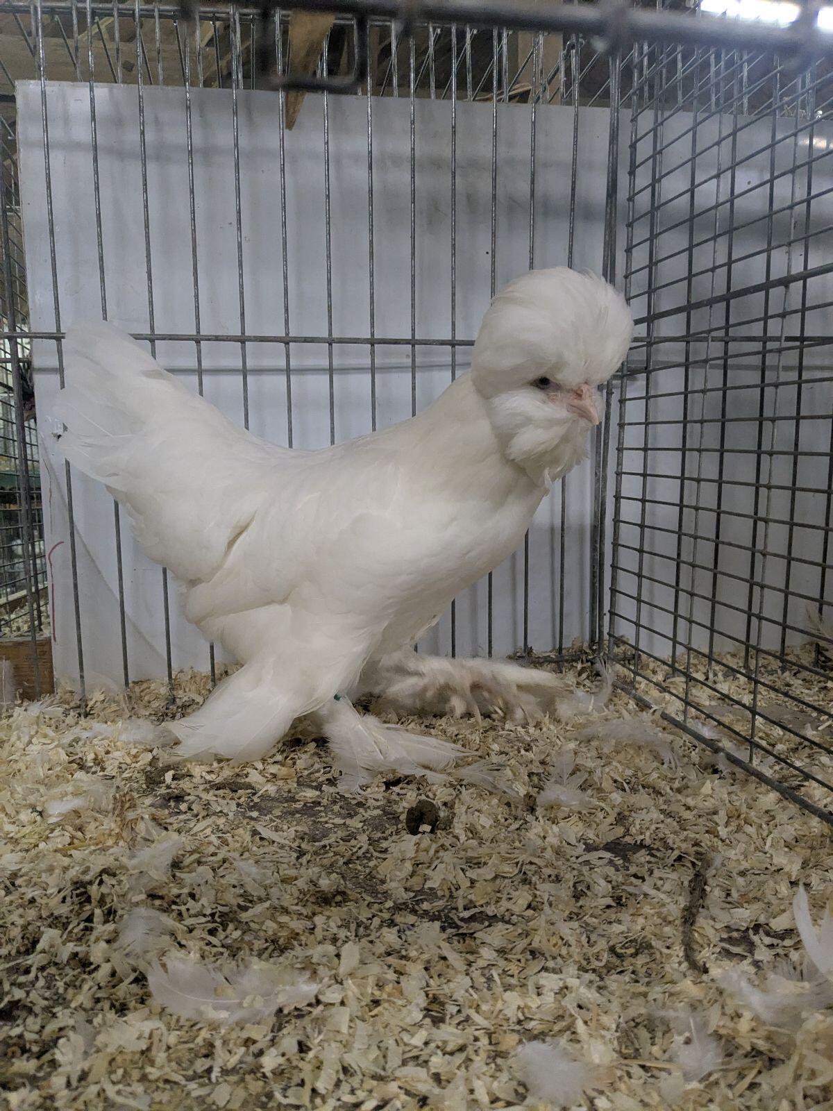 Sultanhuhn Tagesküken abzugeben 2