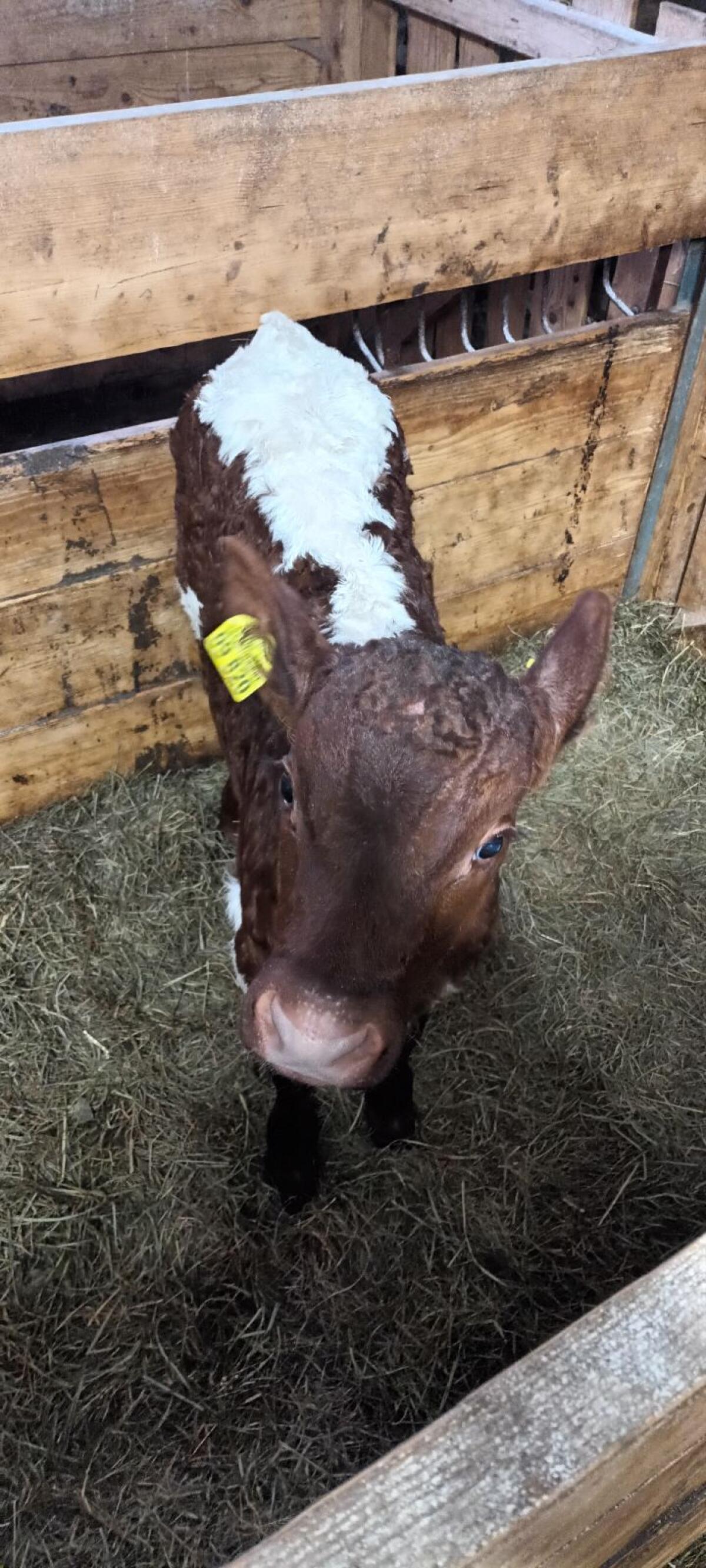 Pinzgauer Stierkalb 2