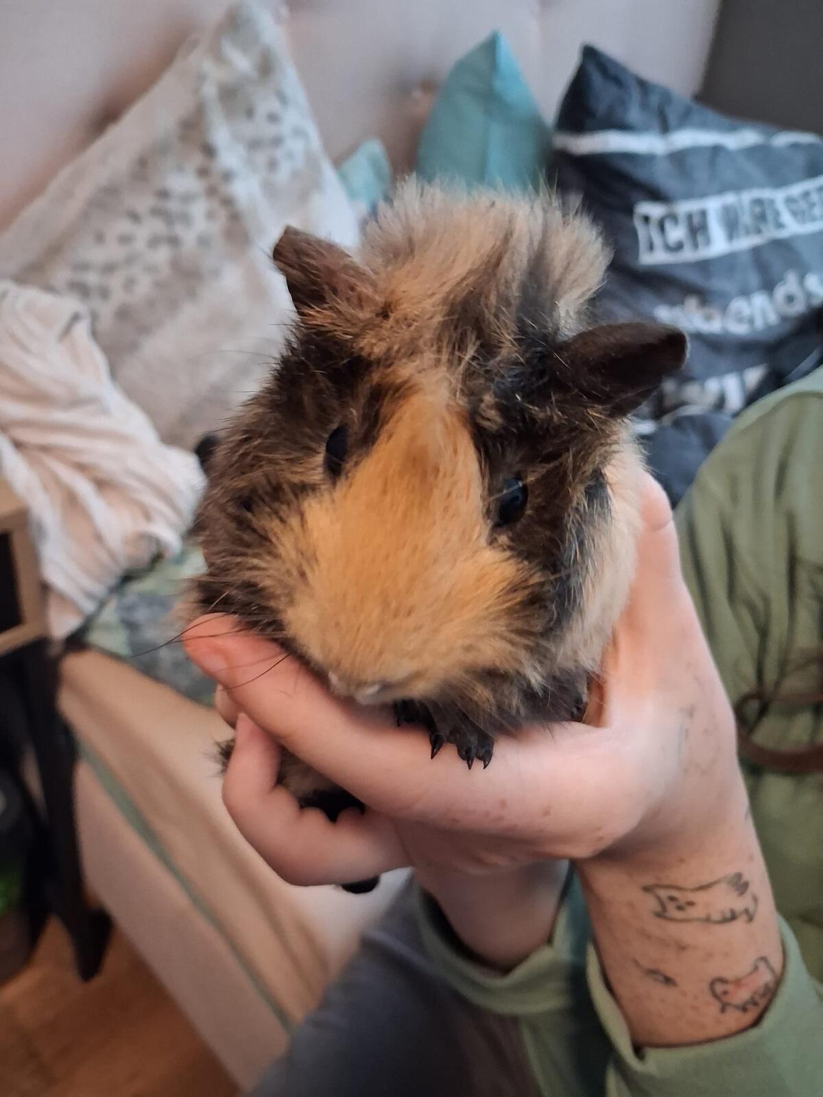 Meerschweinchen zu vergeben 3