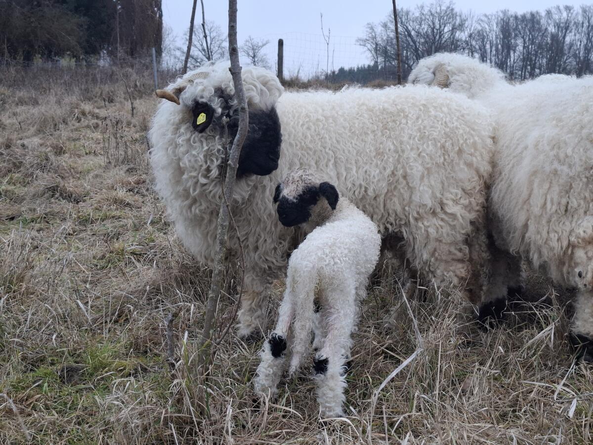 Walliser Schwarznasen-Widderlamm - perfekt gezeichnet 2