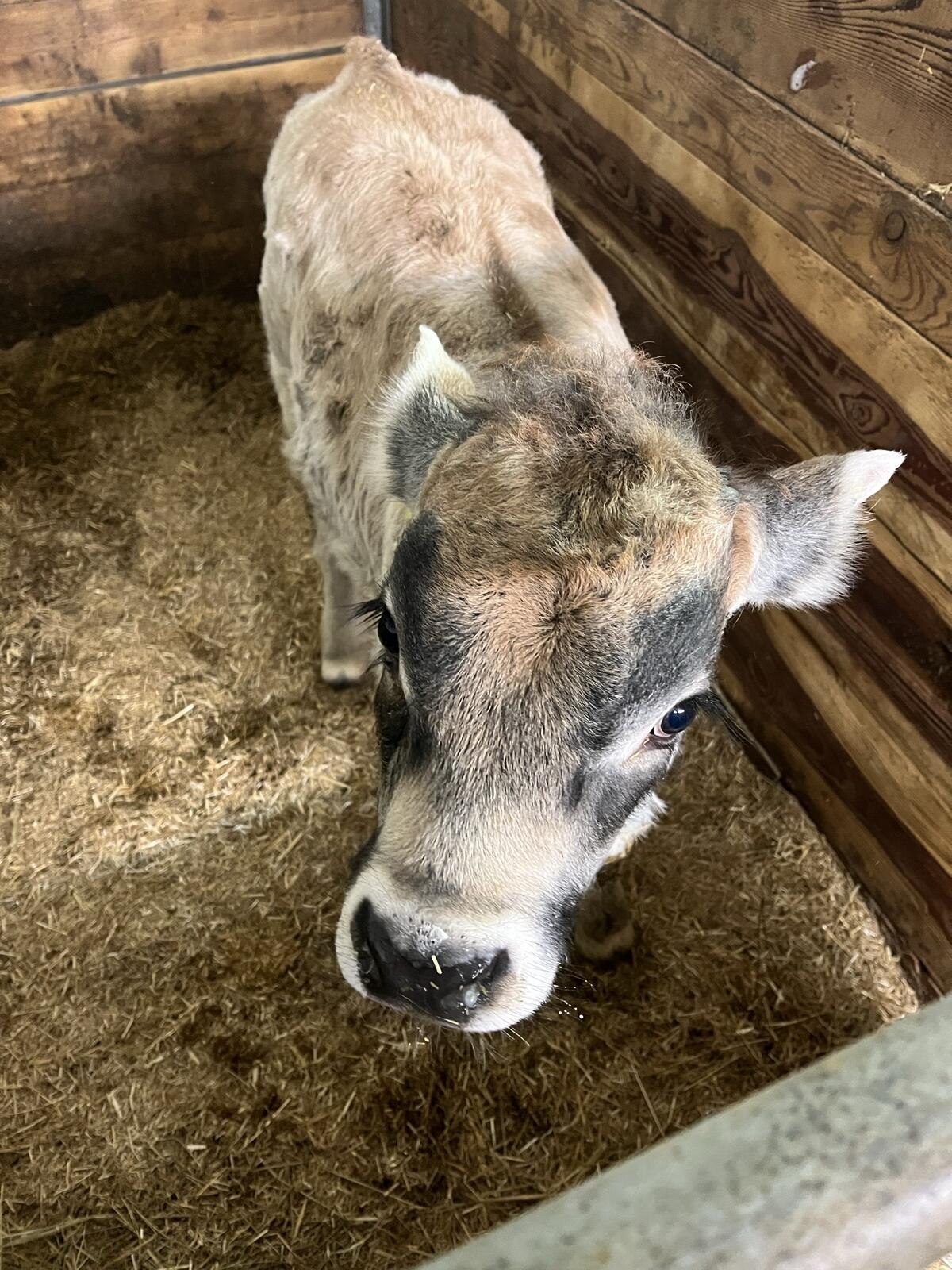 Grauvieh Stierkalb 2