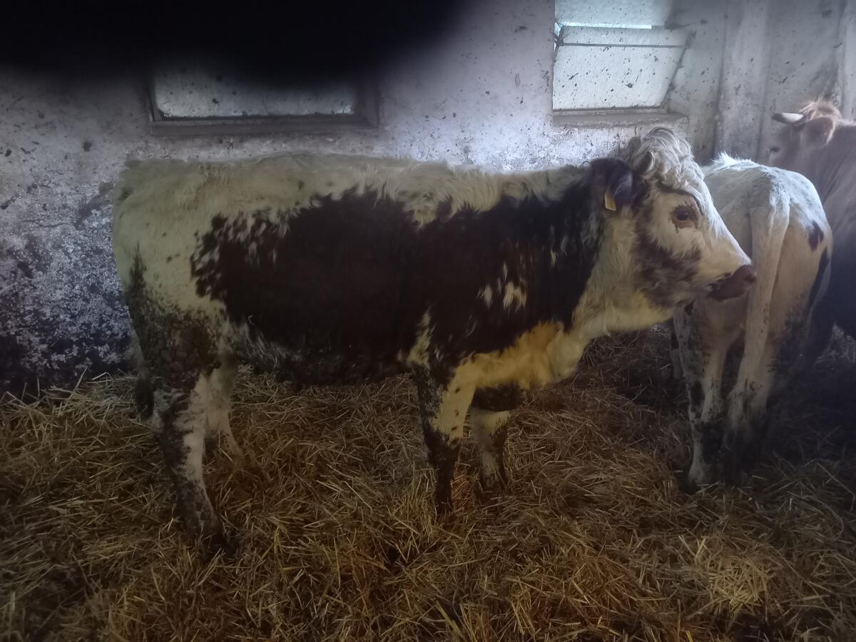 Pustertaler Sprinzen 2