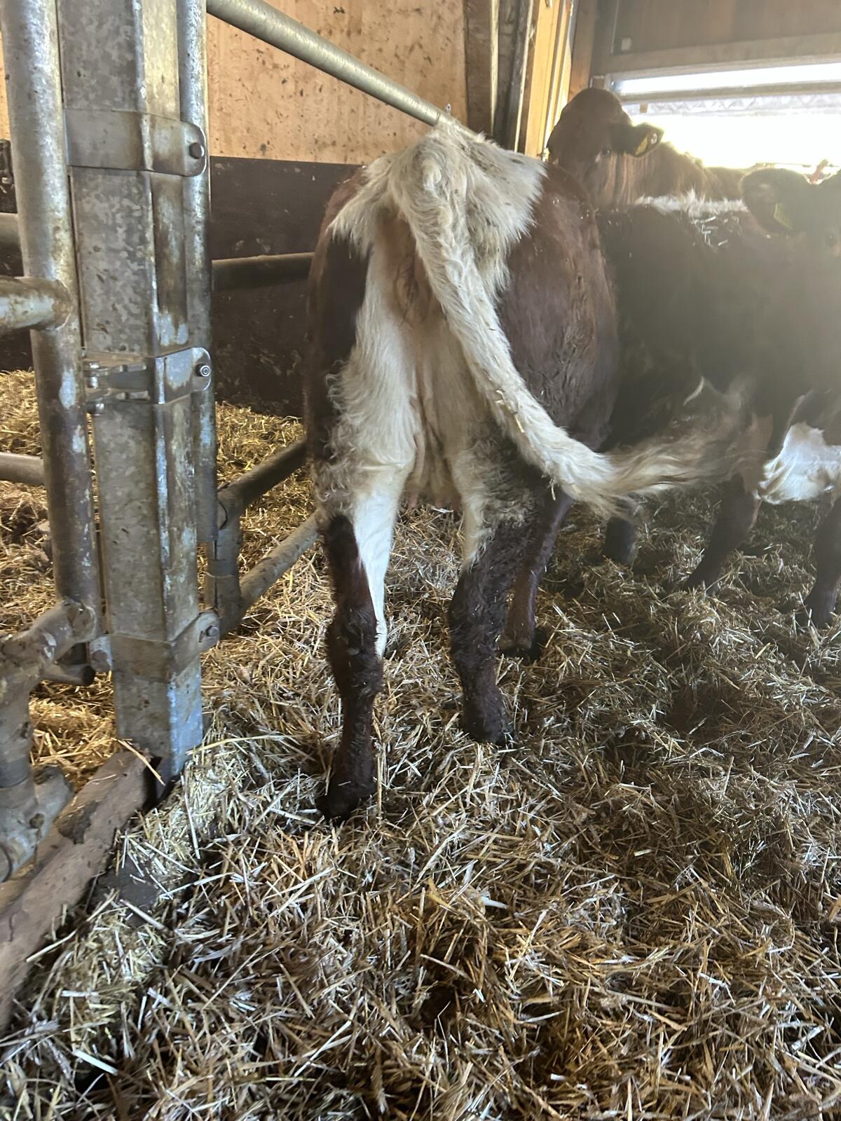 Pinzgauer Kalbinnen 2