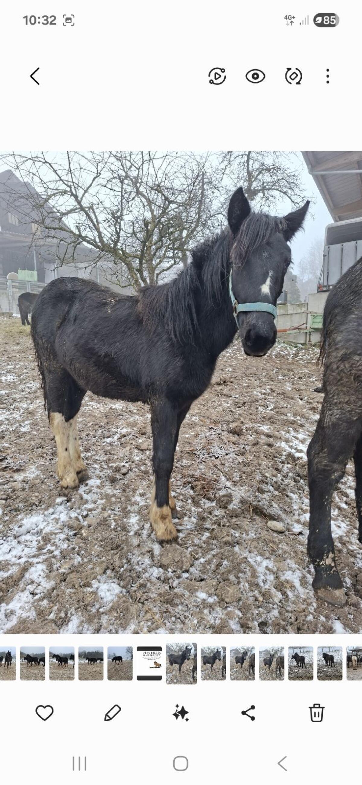 Pinto-Tinker Mix Stutfohlen 2