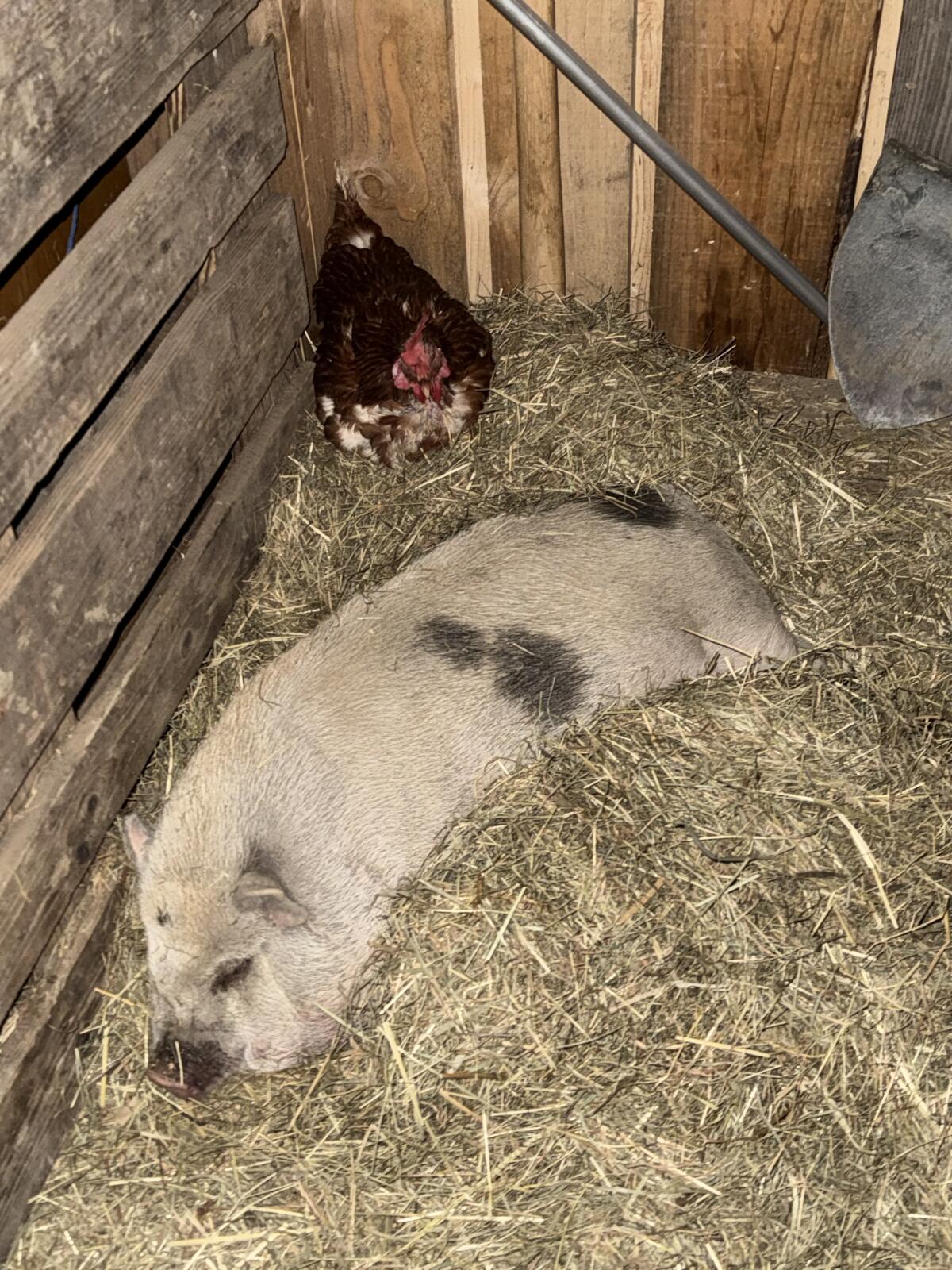 Mini Hängebauchschwein 2