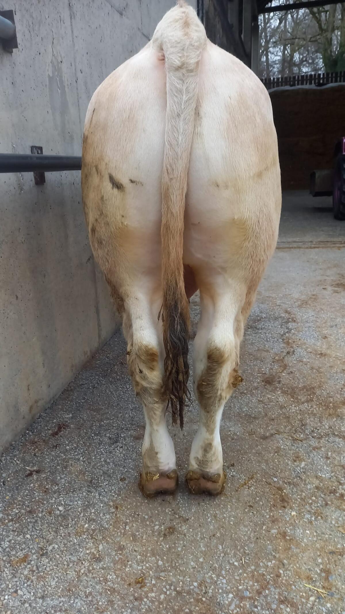 Murbodner Zuchtstier 3