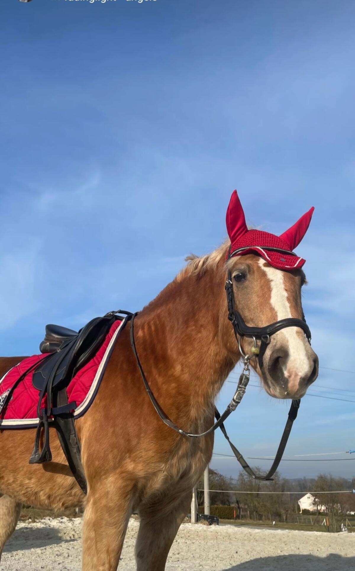 Hafi-Dame zu verkaufen 2