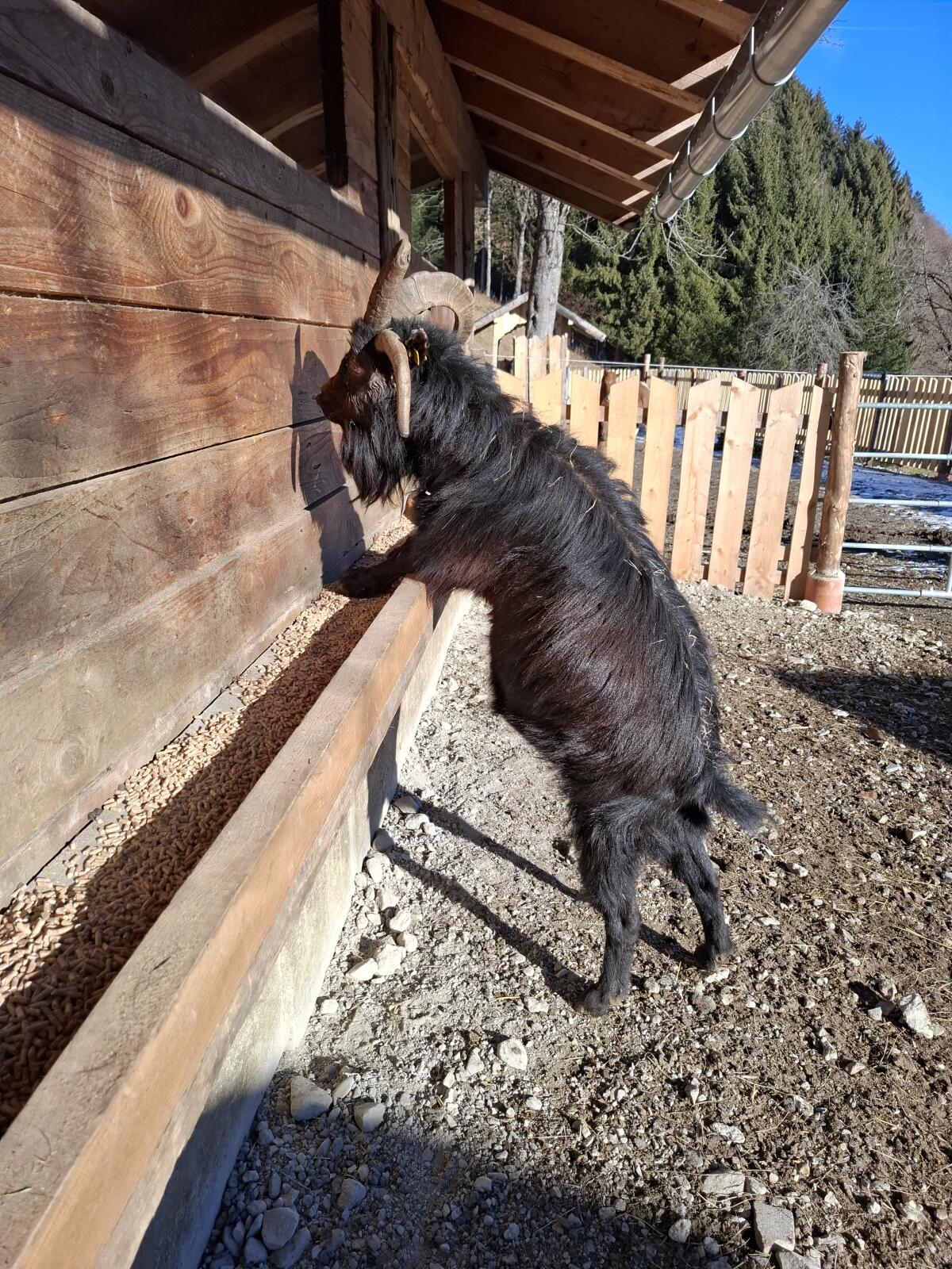 Vierhorn Bock Jimmy 2