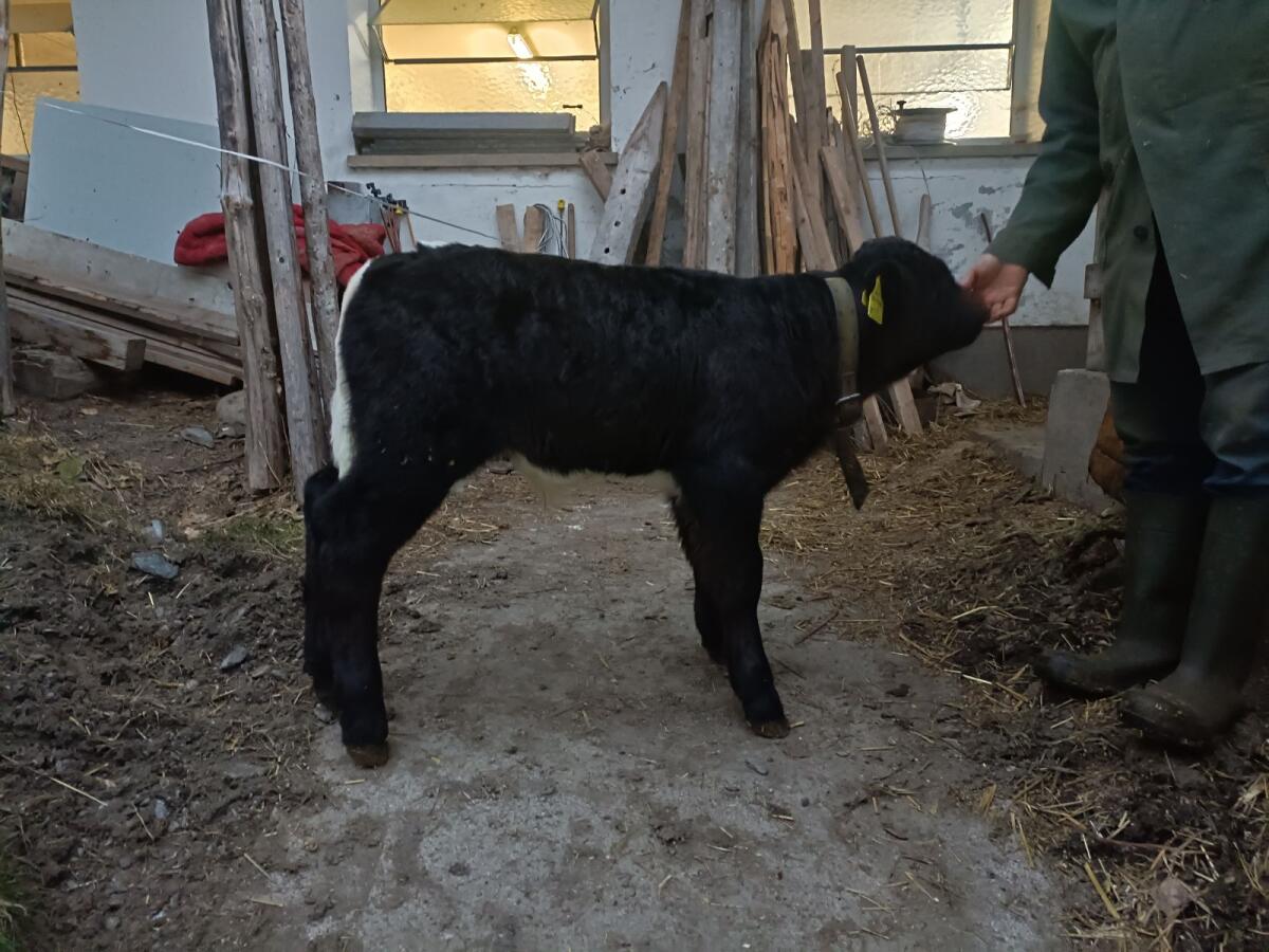 Tux-Zillertaler Stierkalb 2