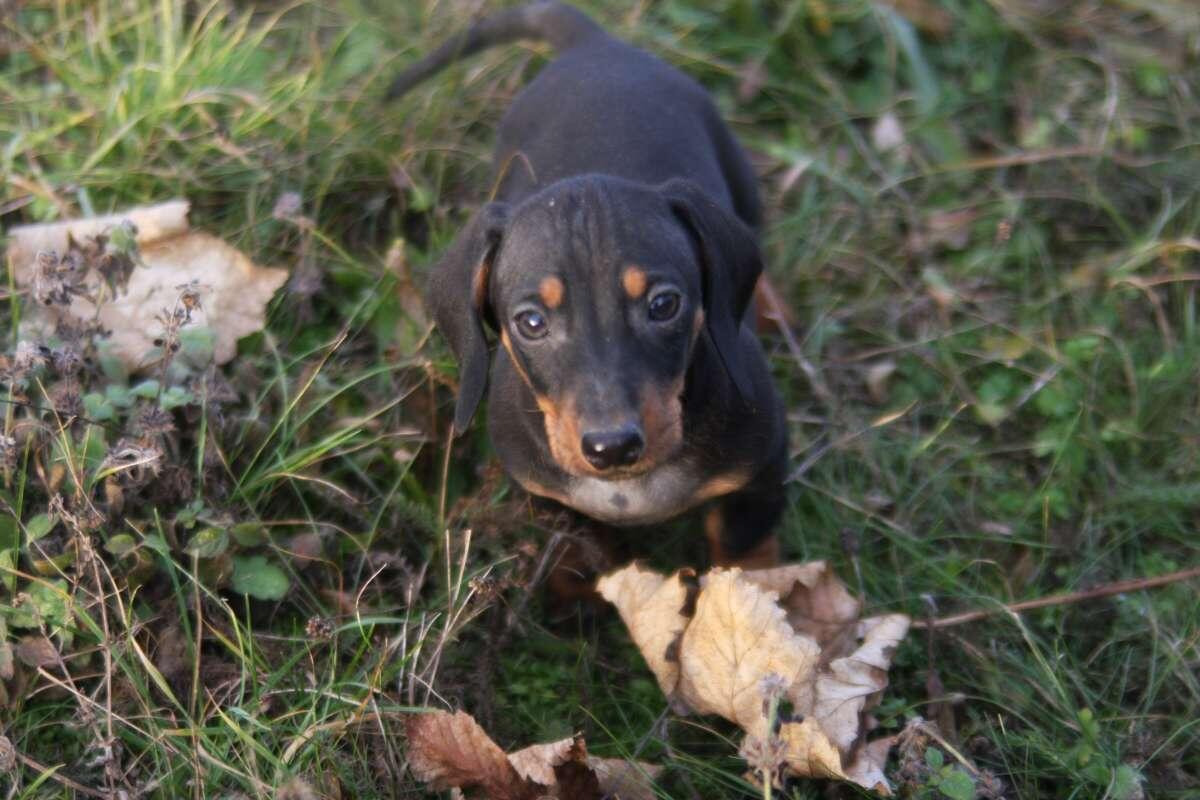 Standard Dackel Welpen suchen ihr Traumzuhause 2