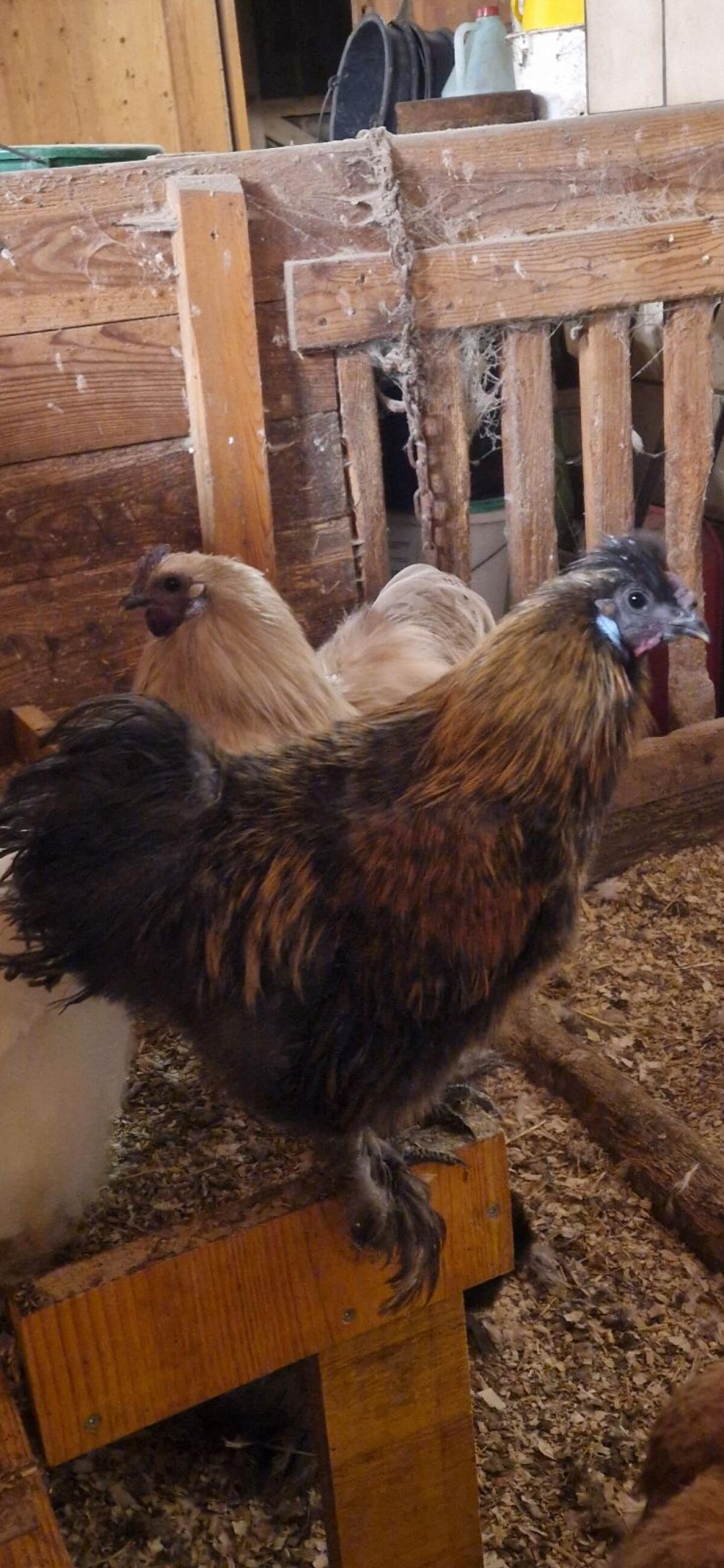 BIO Seidenhühner Hahn 3