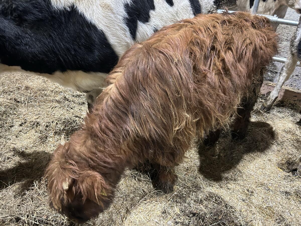 Hochlandrind Jungstier 2