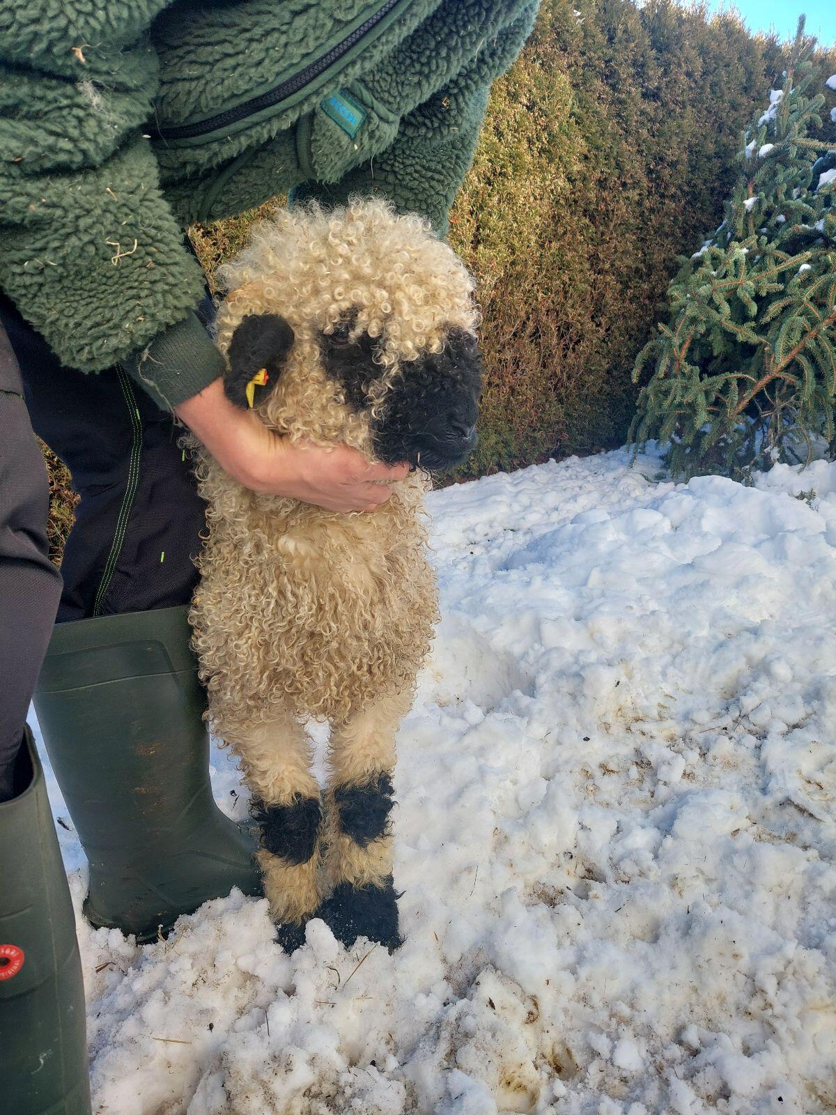 Weibliches Schwarznasen-Lamm 3