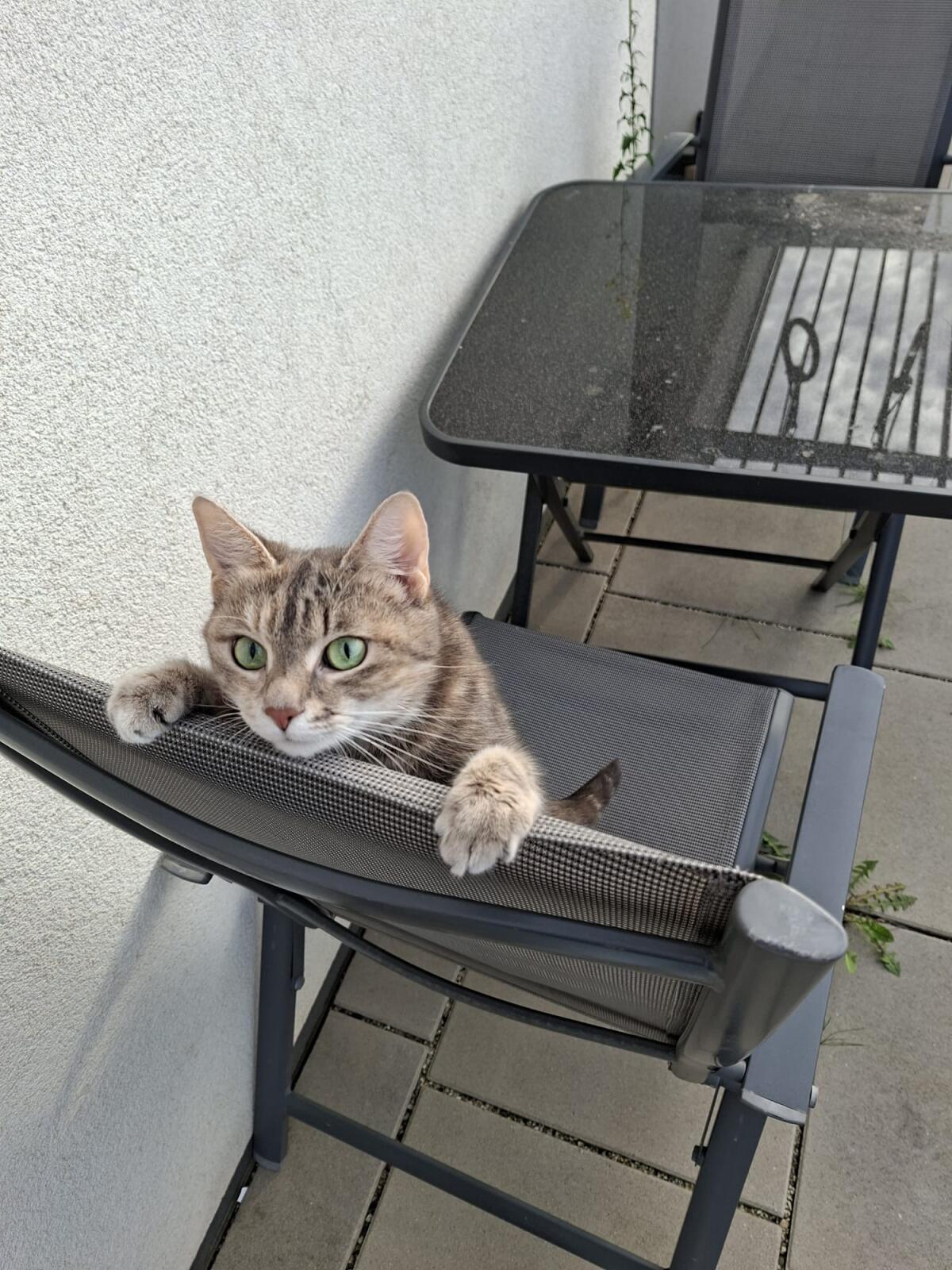 Suche Kater zum Decken meiner Katze 2