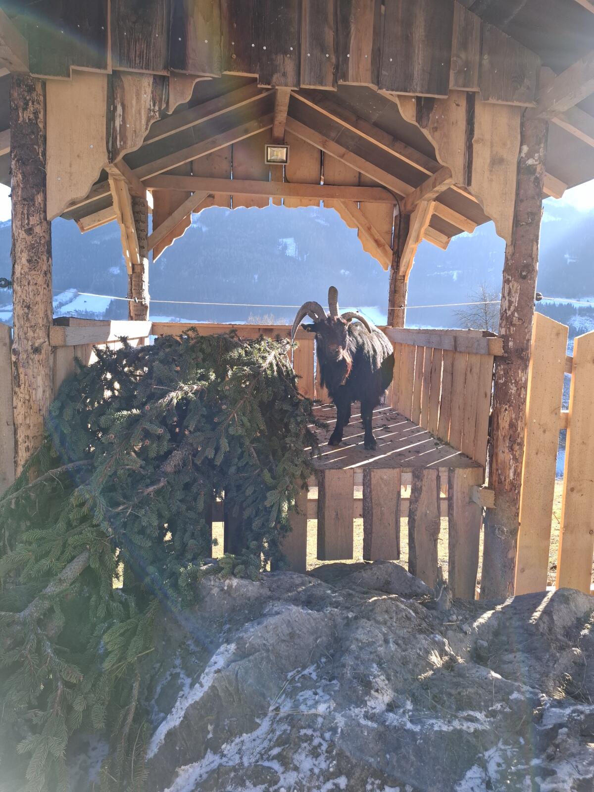 Vierhorn Bock Jimmy 3