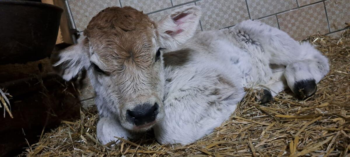 Tiroler Grauvieh Stierkalb 2