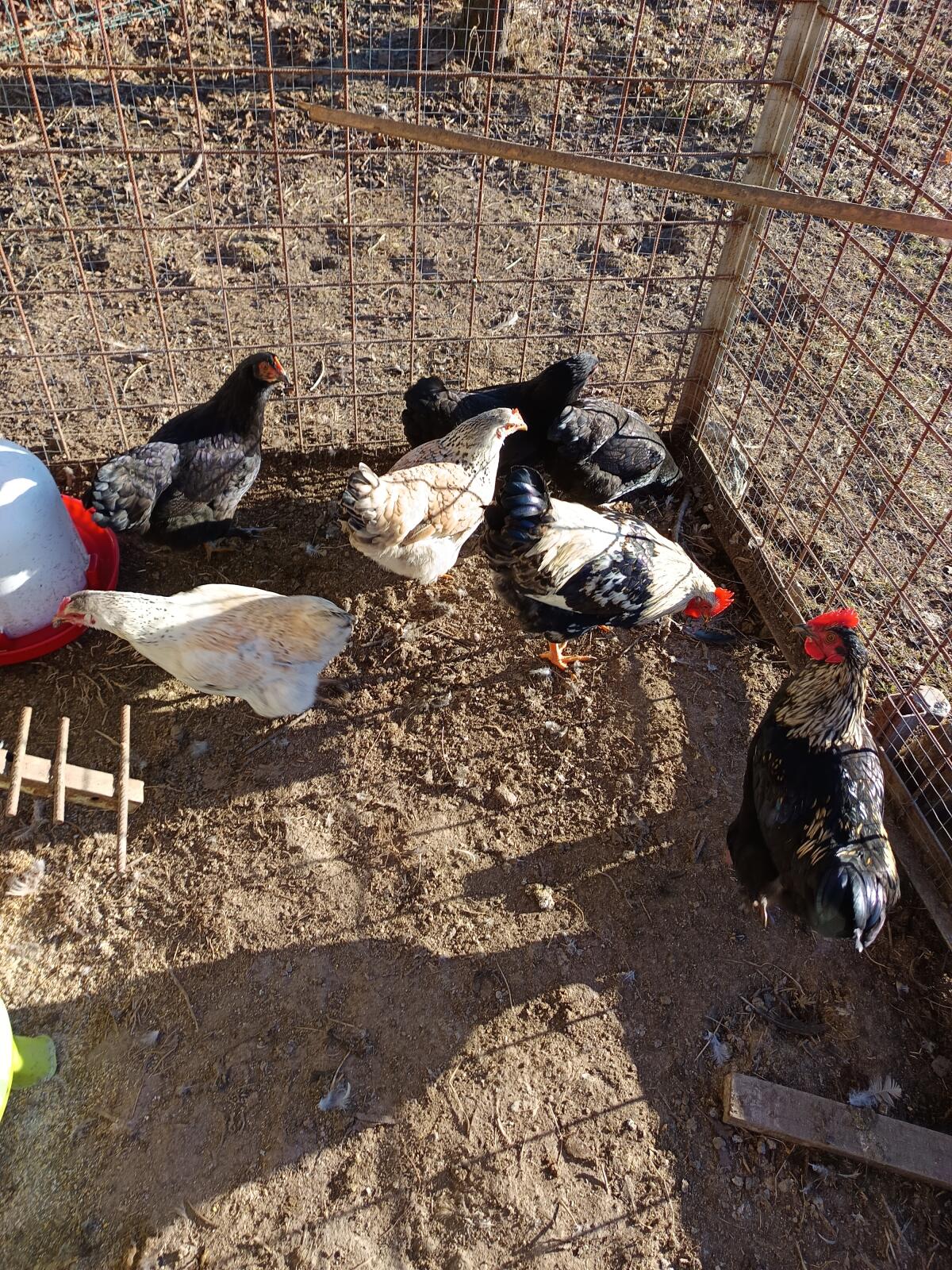 Junghühnerstamm, Mixhühner 3