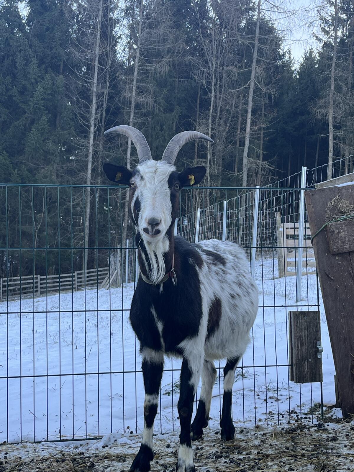 Trächtige Tauernschecken 3