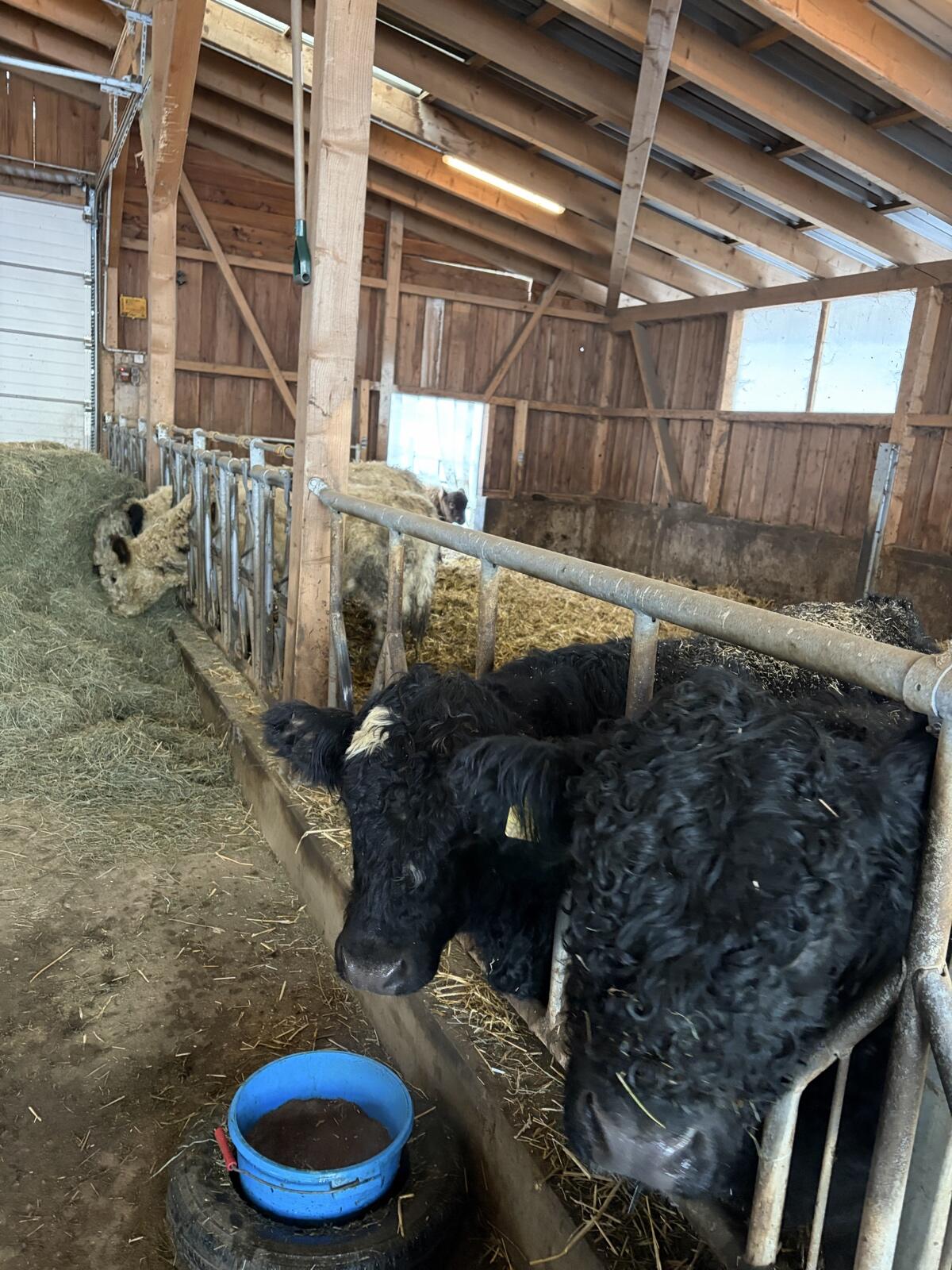 BIO Galloway Stiere 2