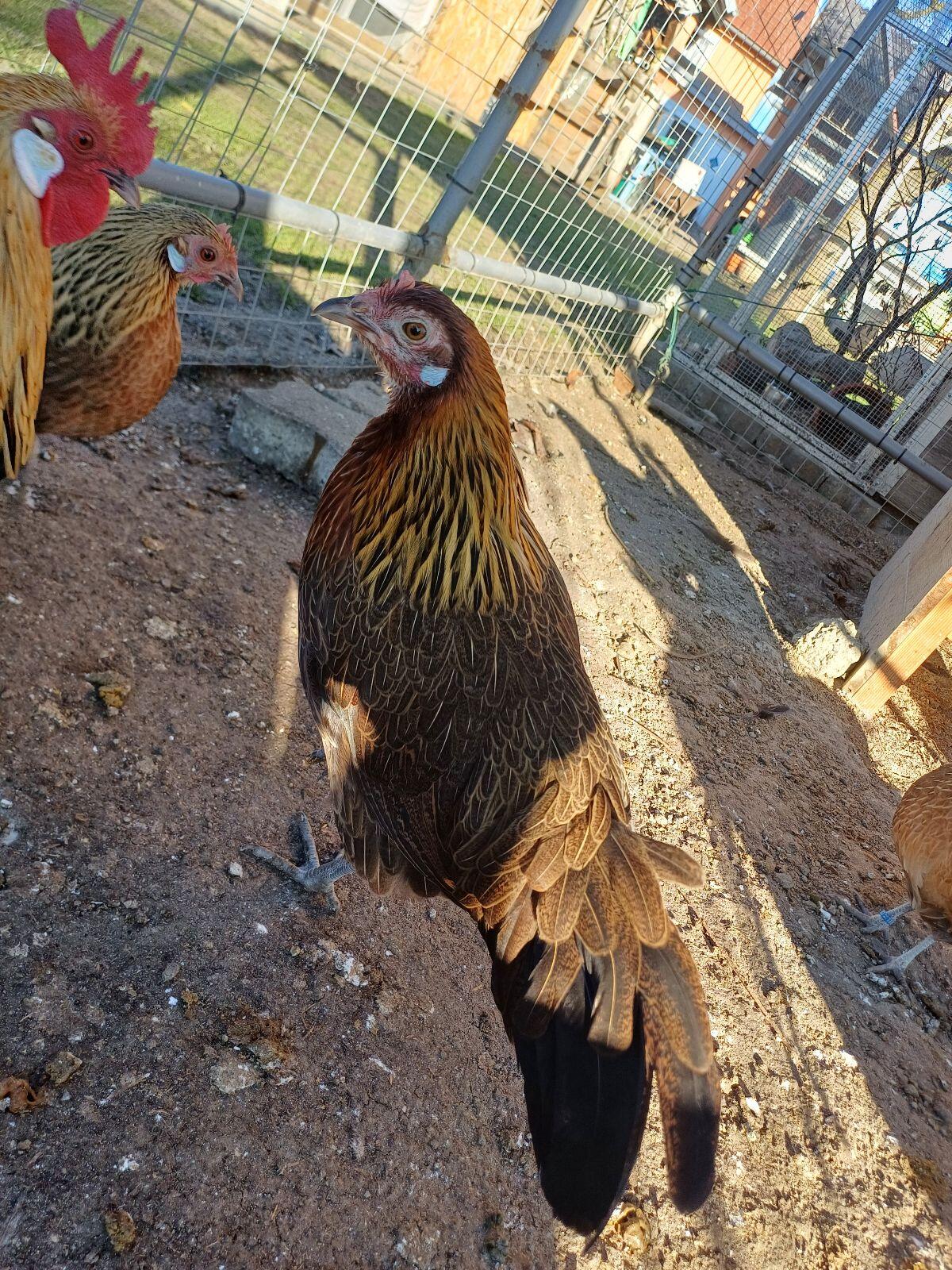 Zwergphönix Goldhalsig 3