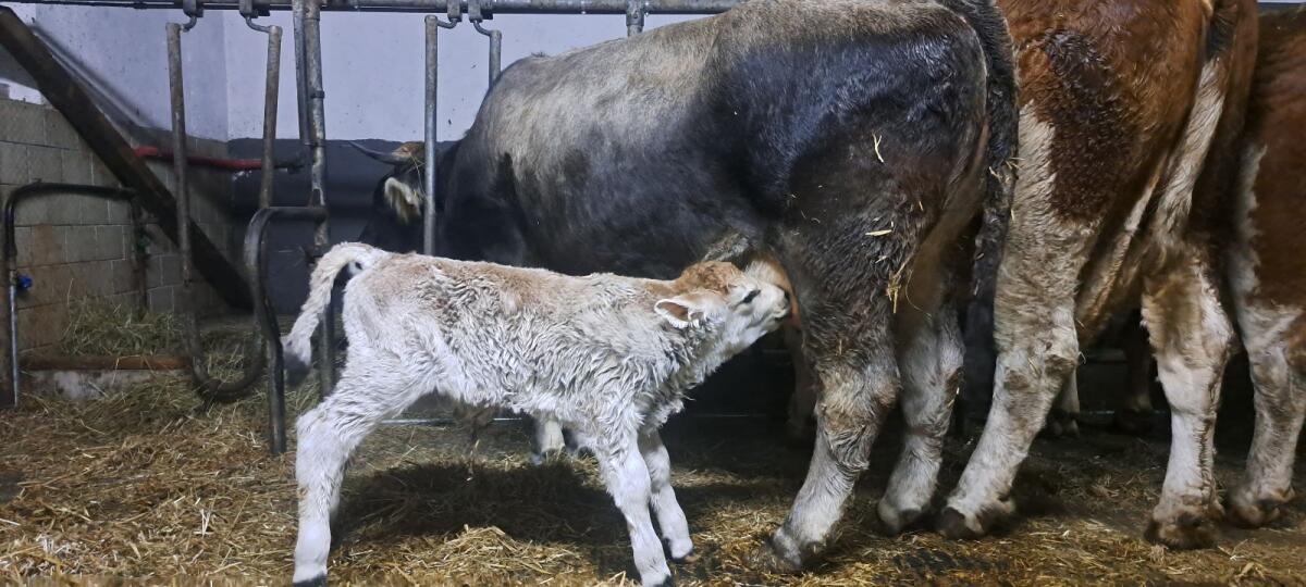 Tiroler Grauvieh Stierkalb 3