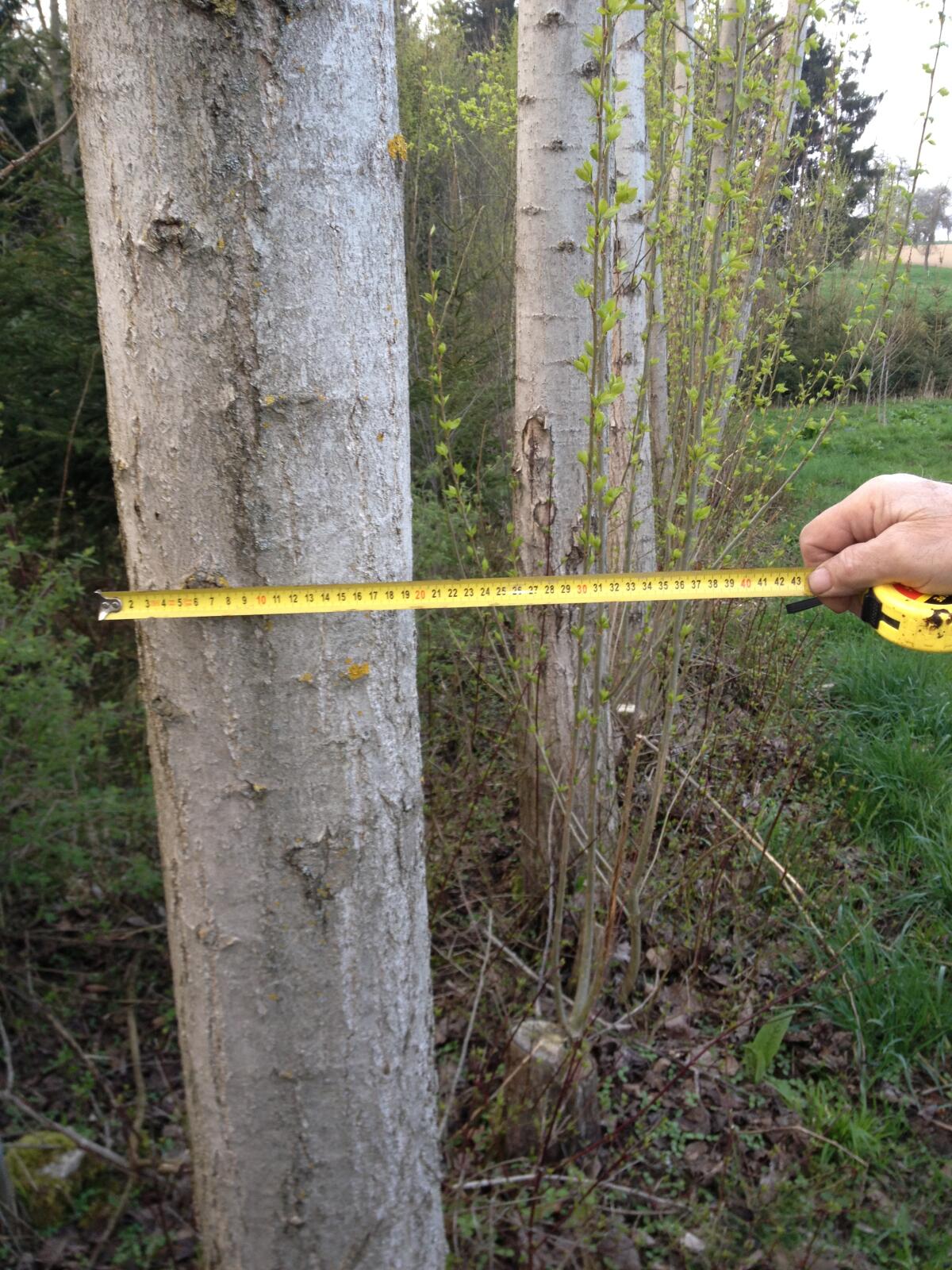 Pappel- und Weidenstecklinge für Acker, Wiese und Wald 2