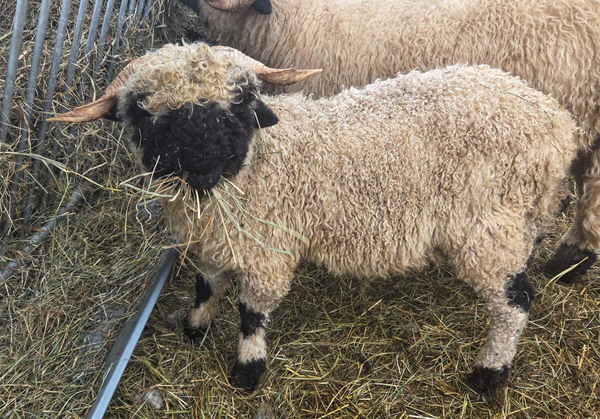 Walliser Schwarznasen Widder 3