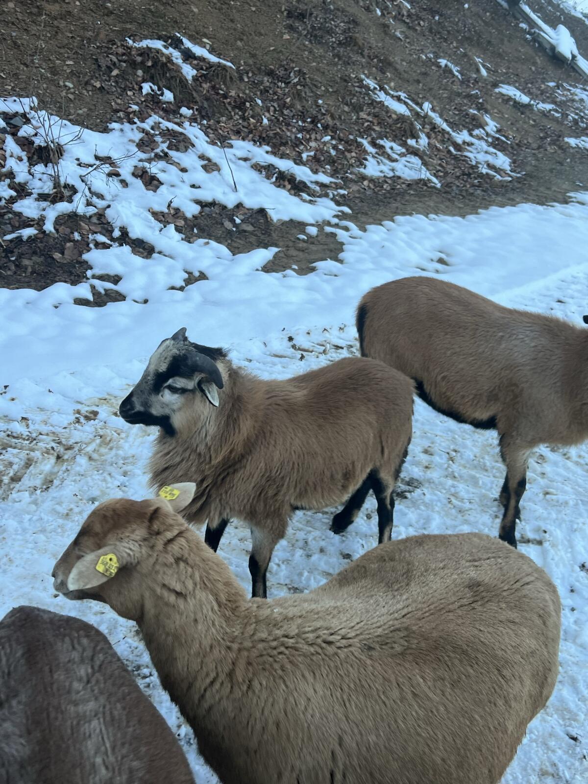 Kamerun Schaf - Bock 2