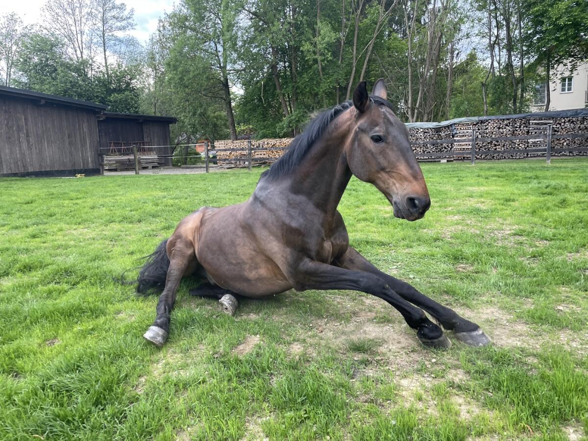 Reitbeteiligung/Verfügung/Verkauf 2