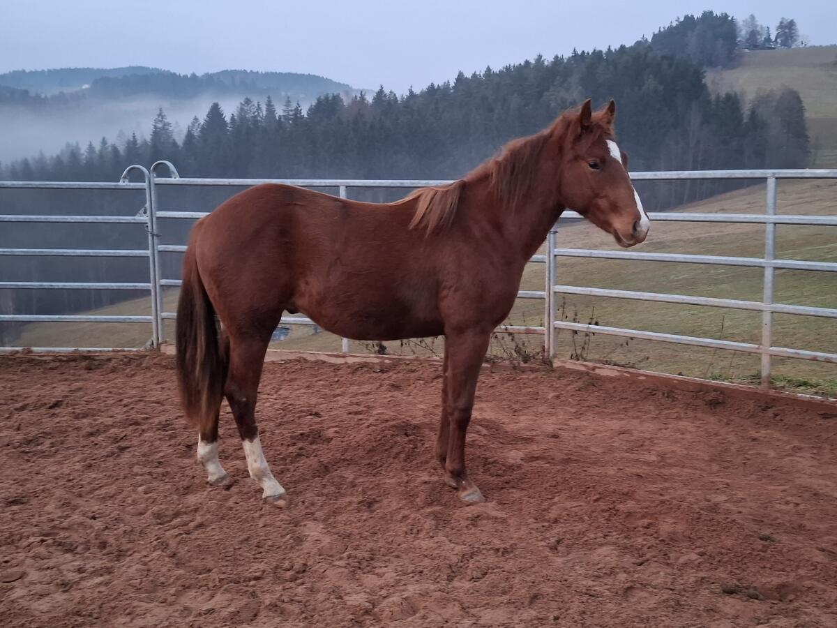 Quarter Horse Hengst 2