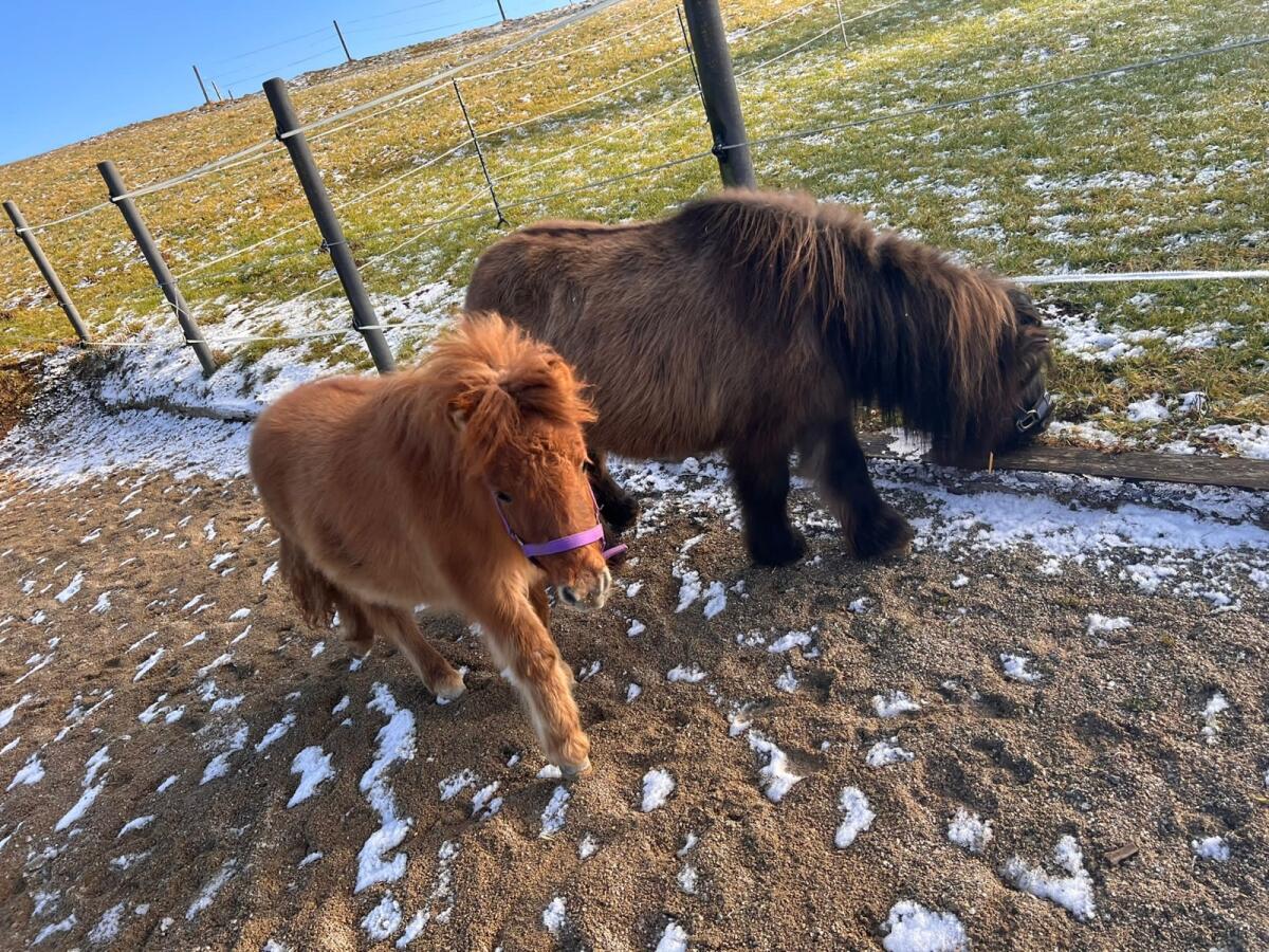 Shettland-Pony Hengst 3