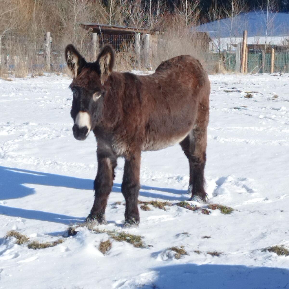 Paitou Esel Hengst Mischling 3