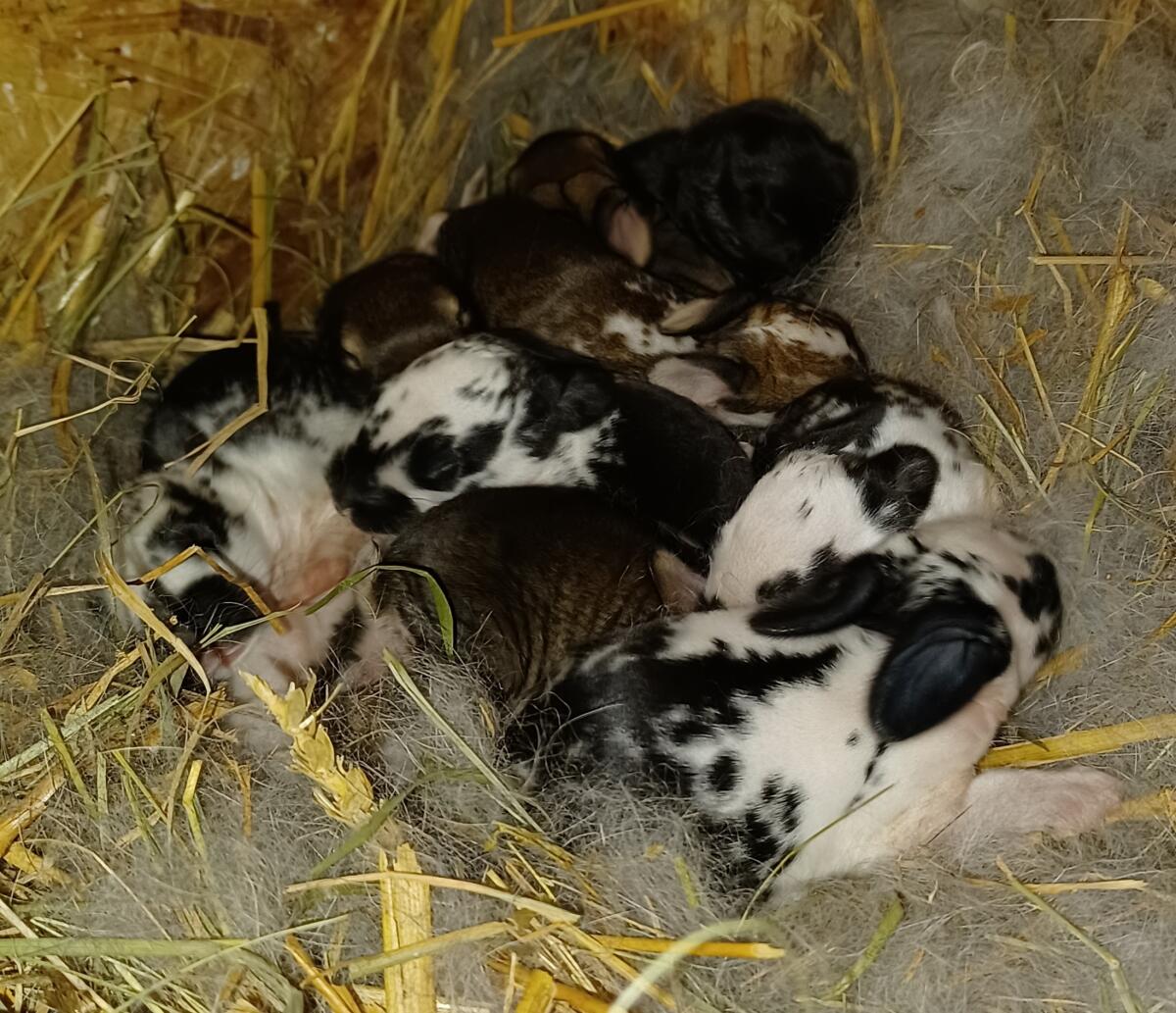 Riesenschecken zur Zucht 2