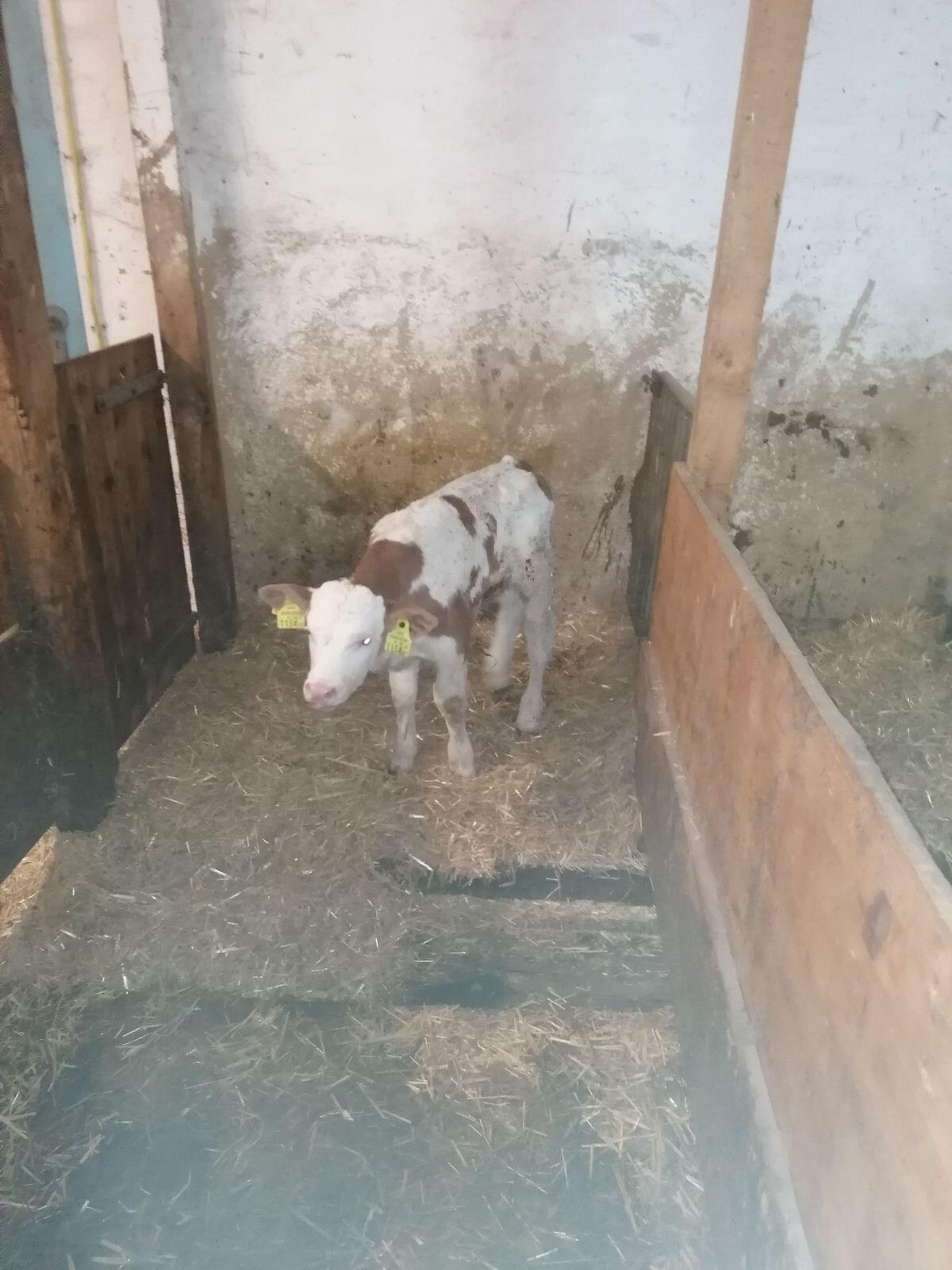 Bio Fleckvieh-Stierkalb 3