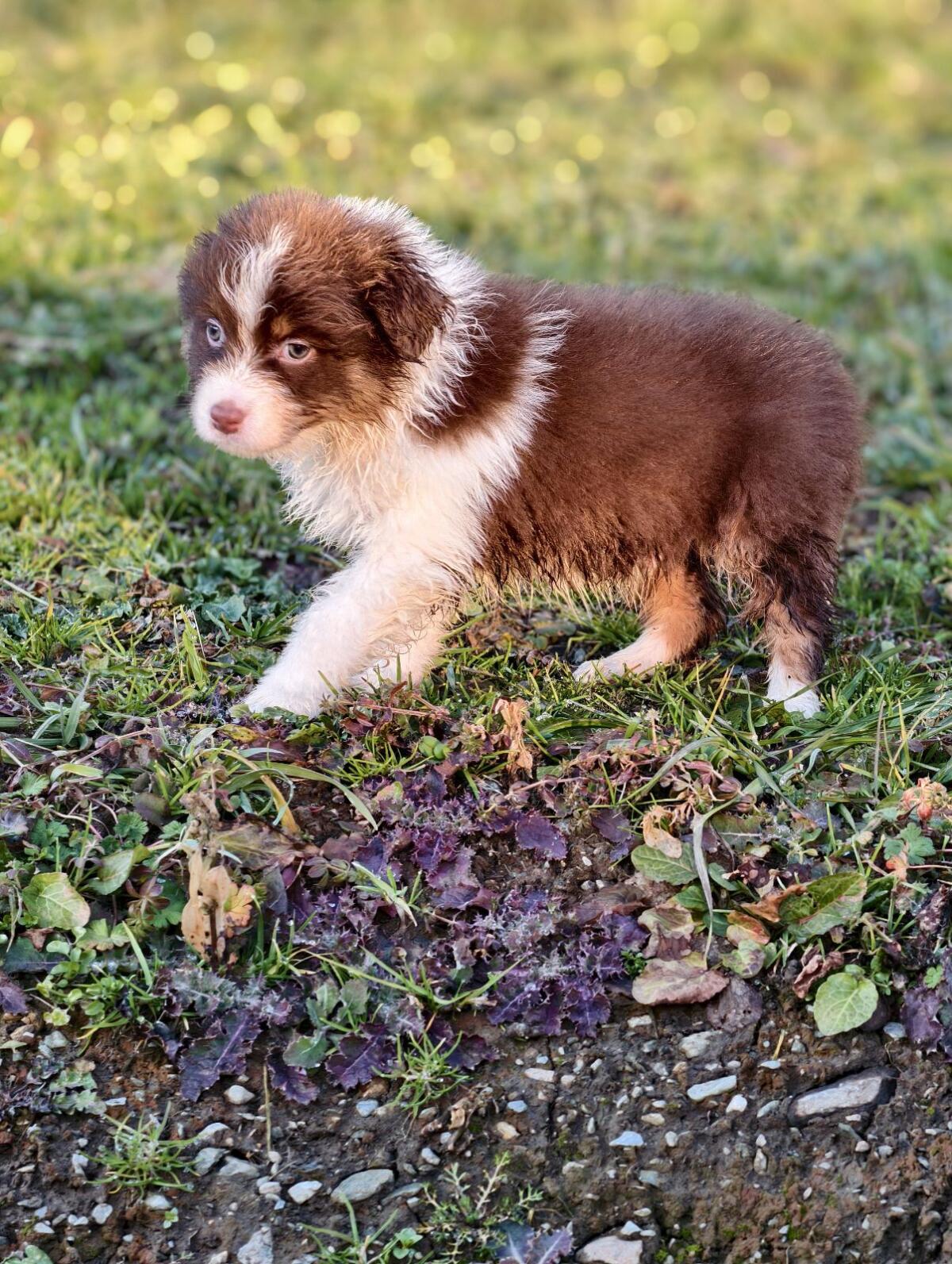 Australien Shepherd mit Ahnentafel 3