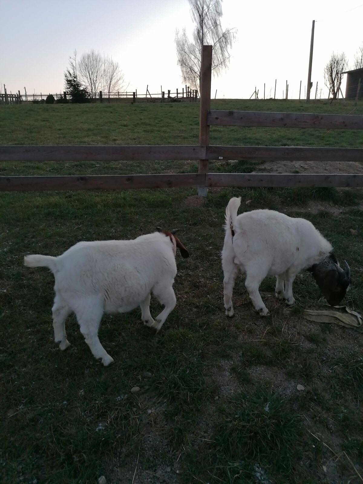 Buren Kastraten zu verkaufen 3