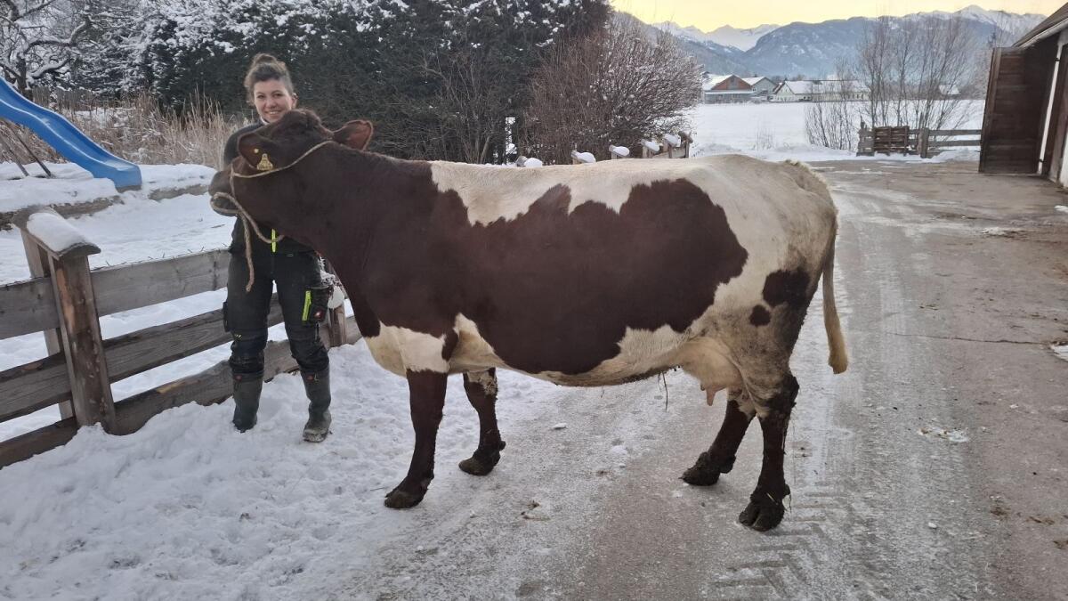 Pinzgauer Milchkuh 2