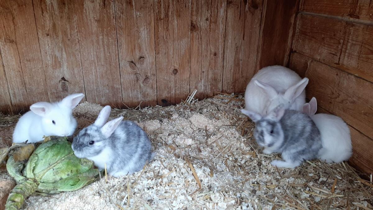 Zwergkaninchen Jungtiere 3