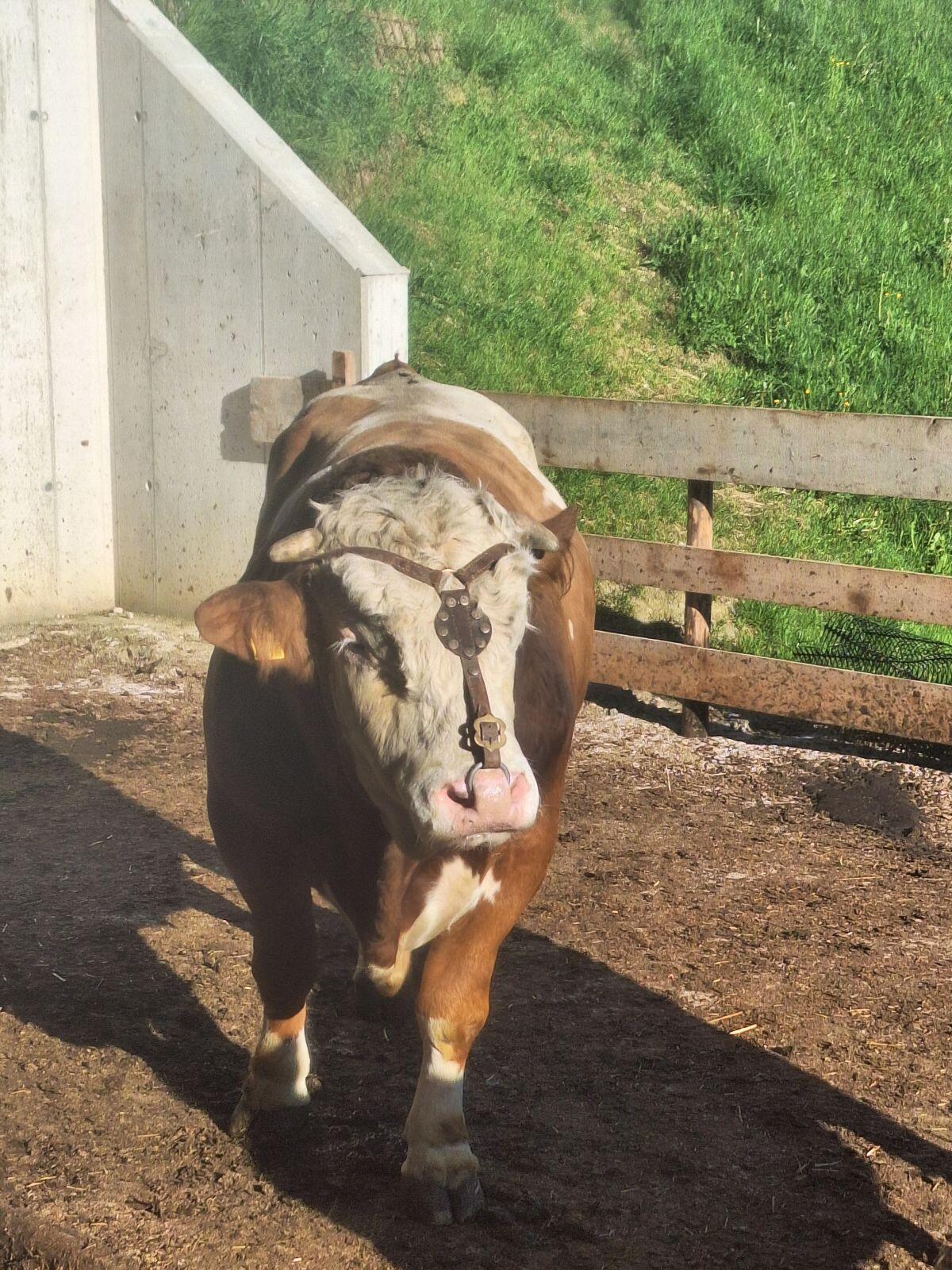 Fleckvieh Zuchtstier 2