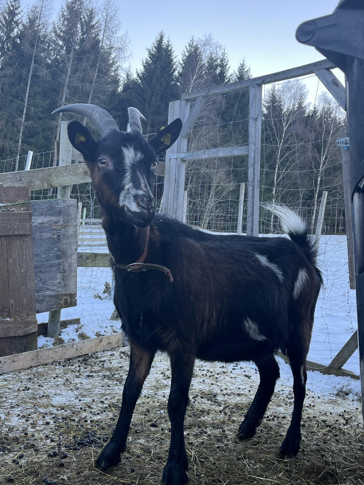Trächtige Tauernschecken 2