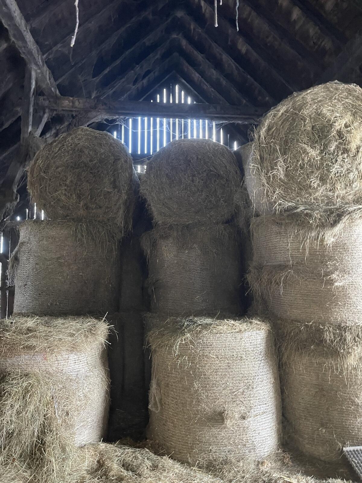 Heu 2. Schnitt ca. 100 Stk. 2