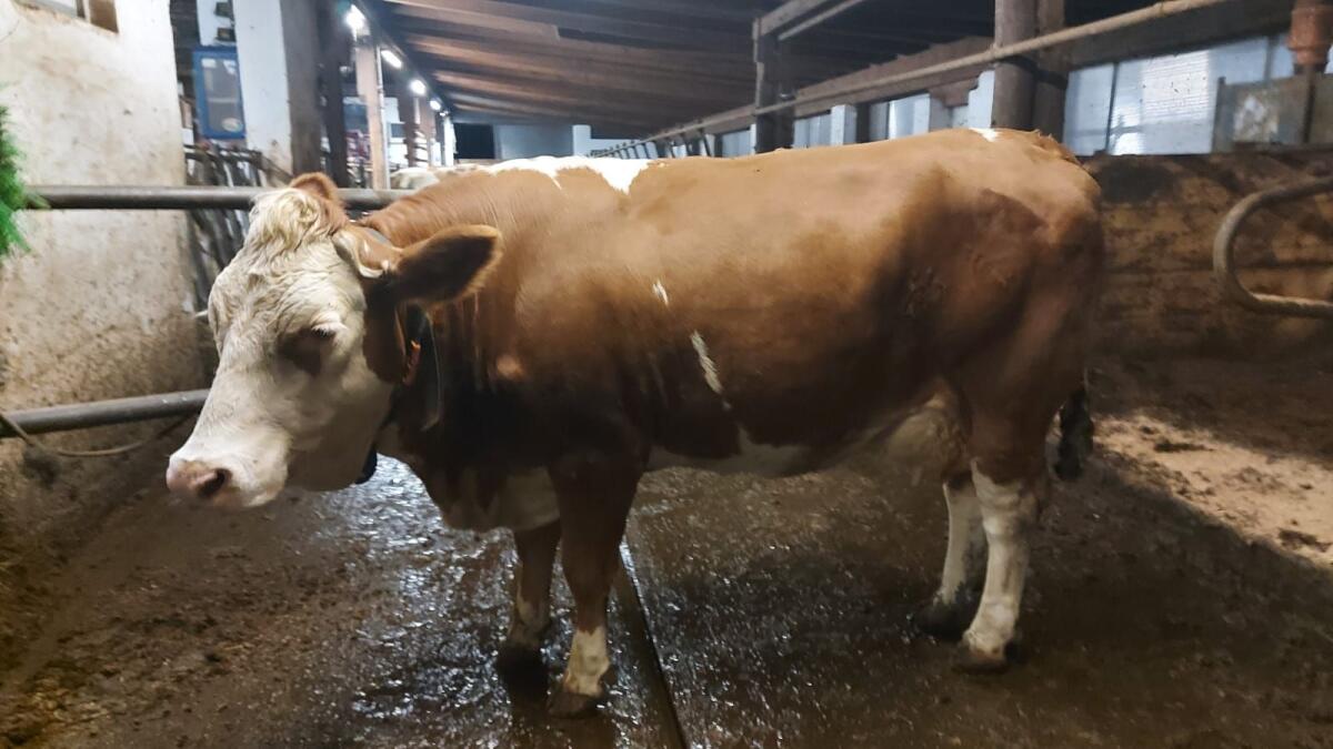 Fleckvieherstlingskuh 2