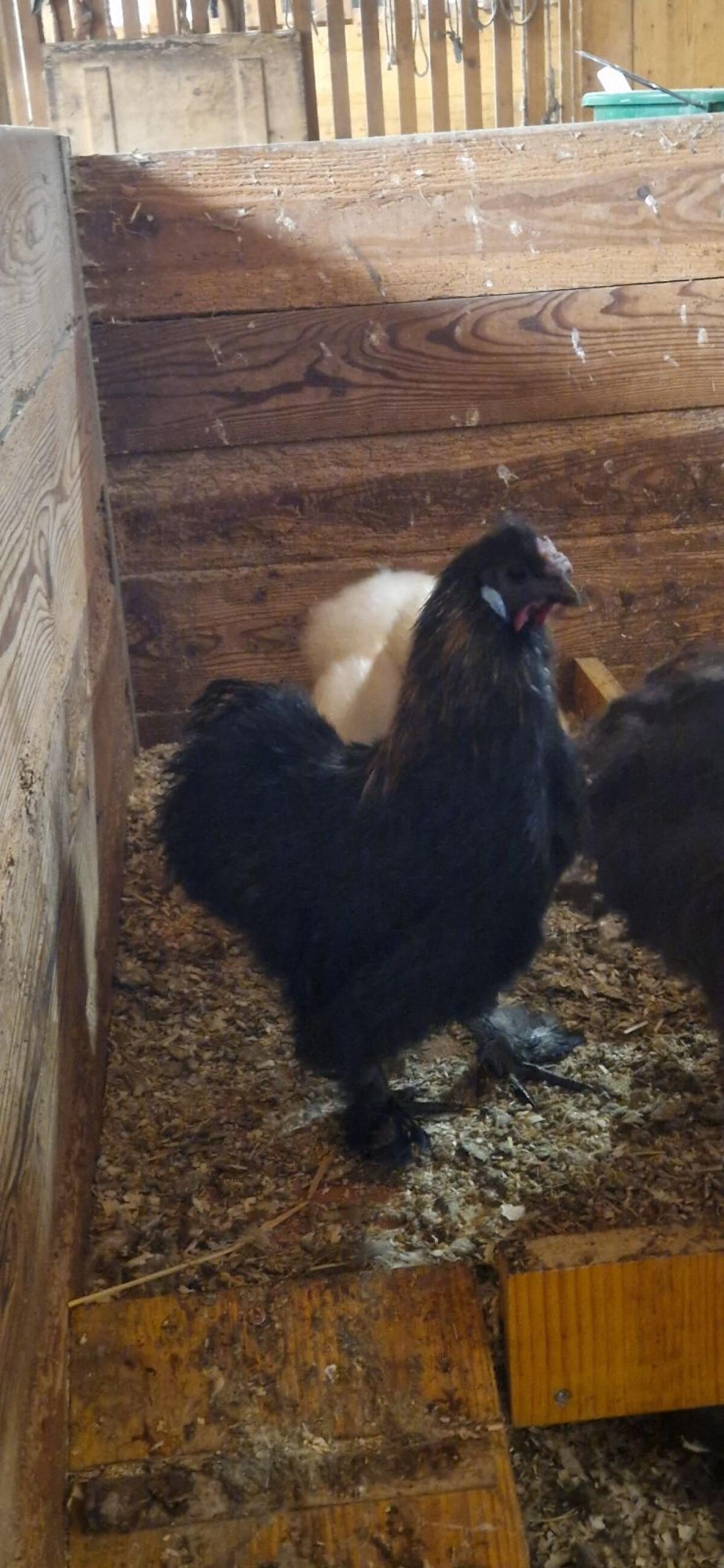 BIO Seidenhühner Hahn 2