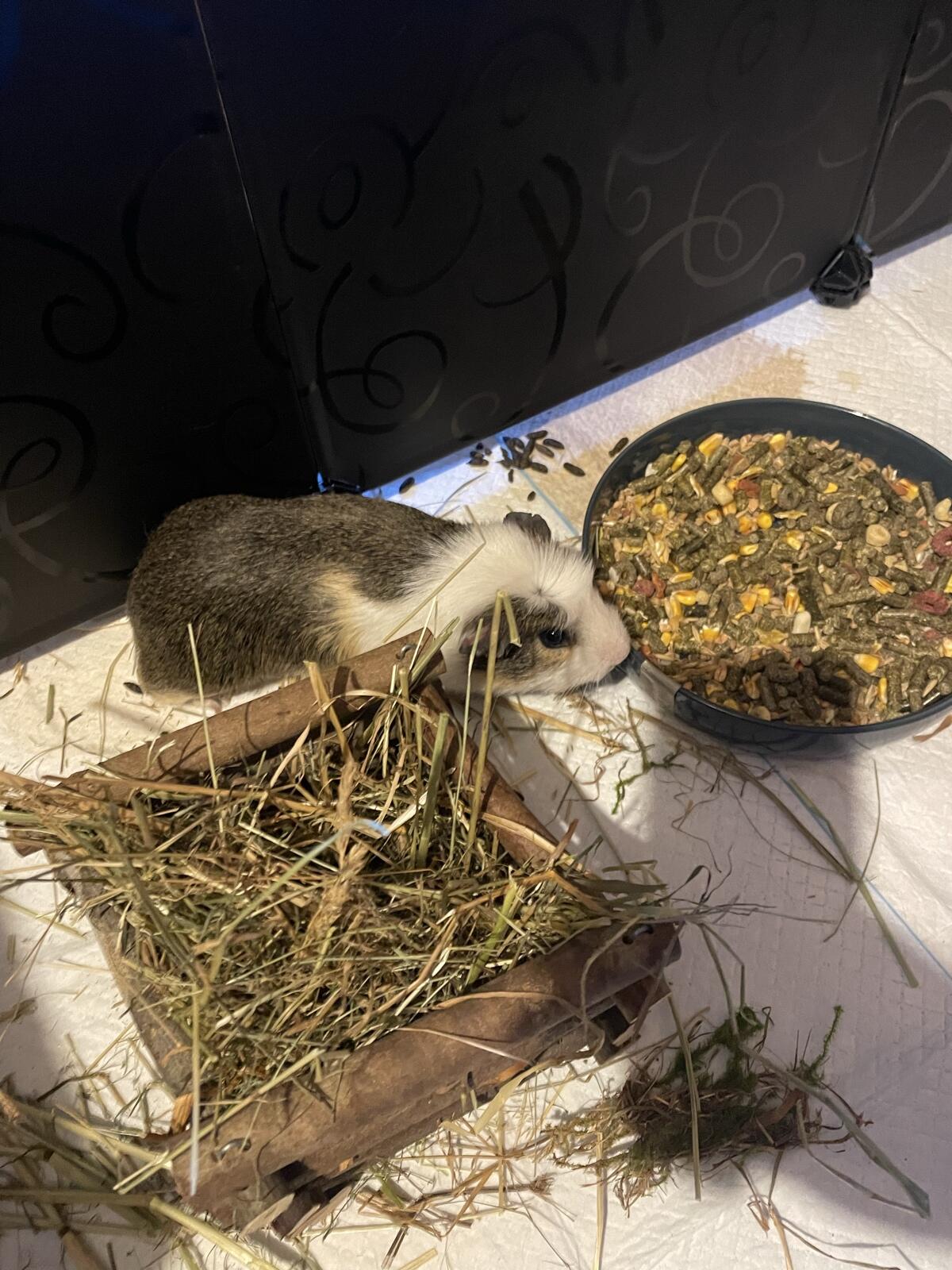 Meerschweinchen Bock 3