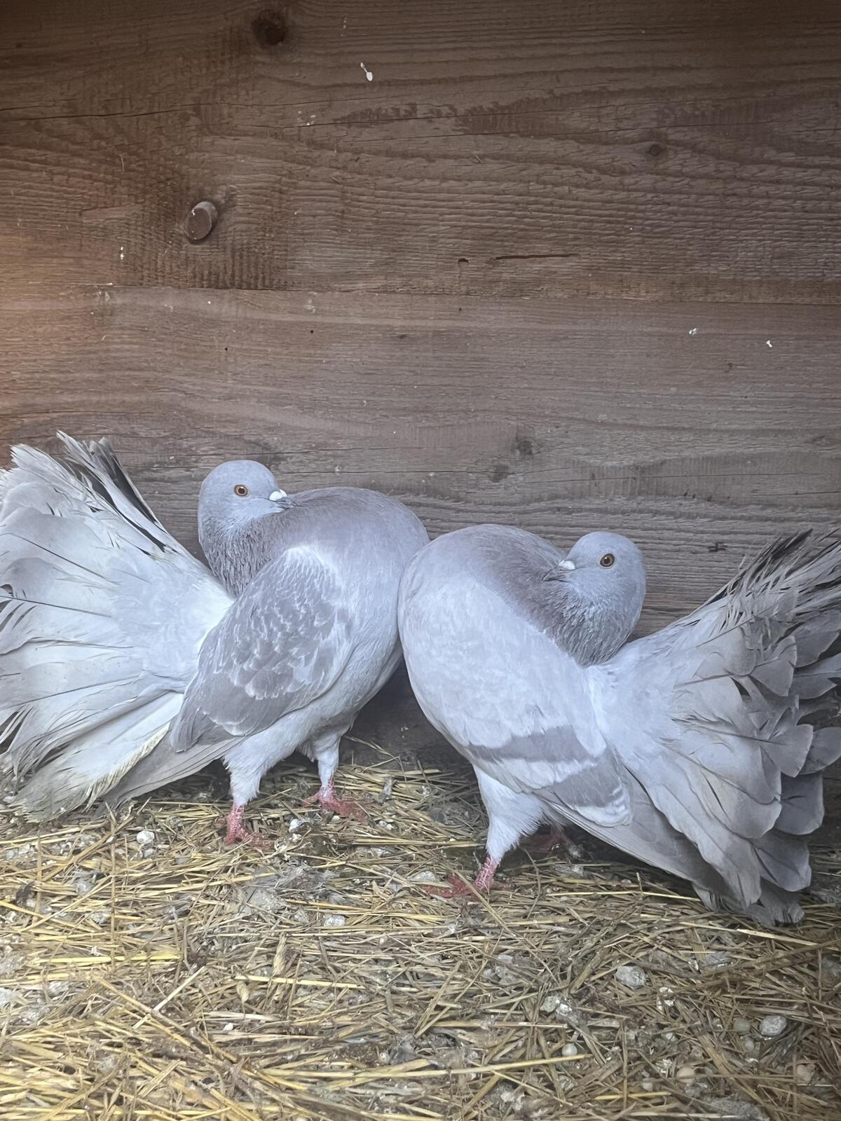 Tauben verschiedene Rassen 2