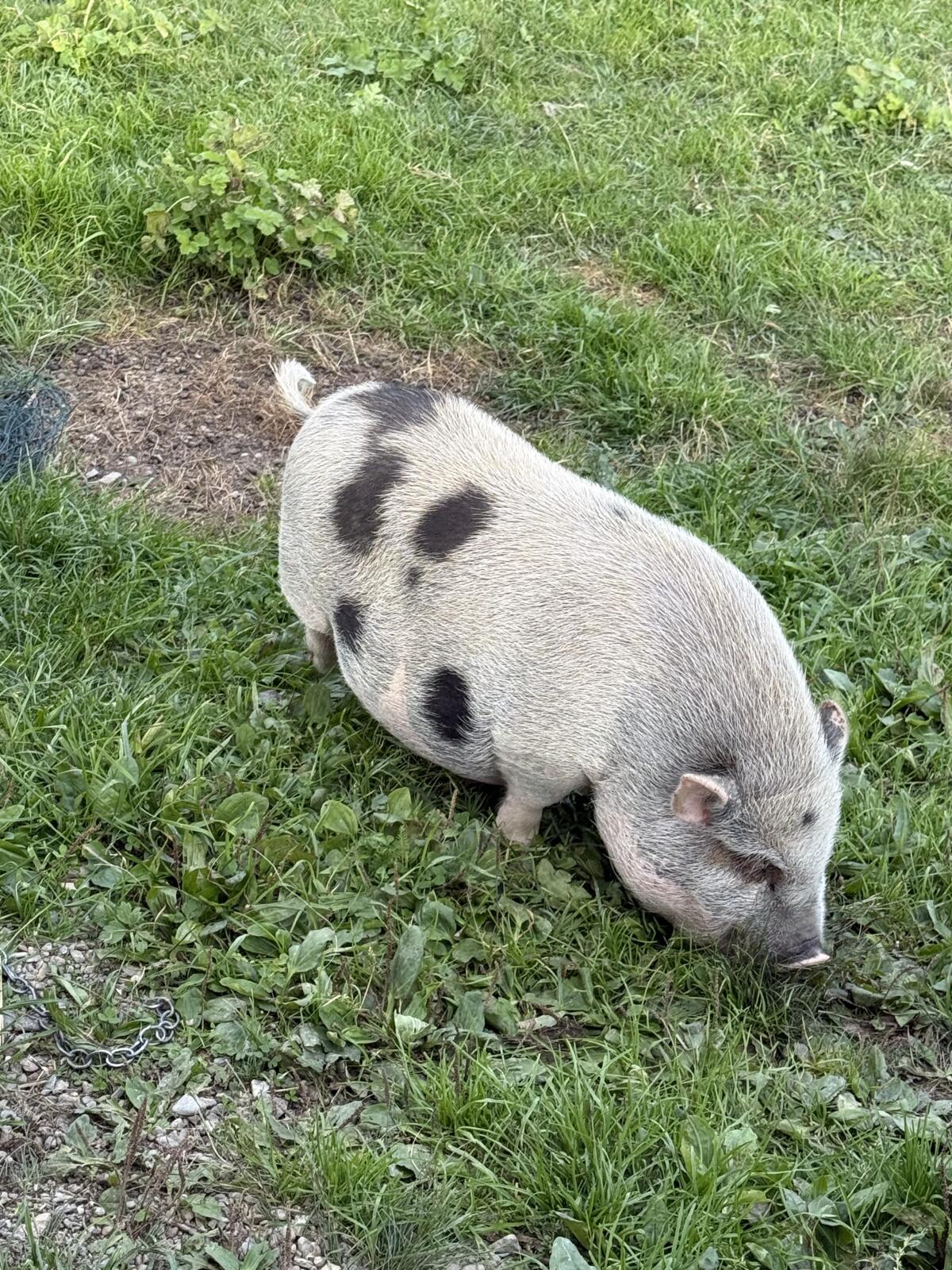 Mini Hängebauchschwein 3