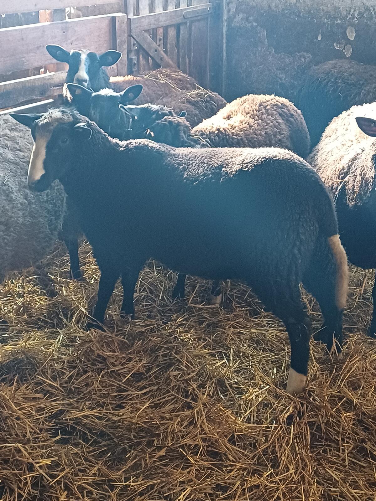 5 trächtige Zwartbles Mutterschafe mit 1b Jungwidder 2