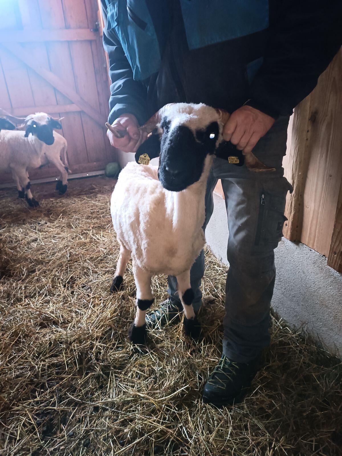 Walliser Schwarznasen Widder 2